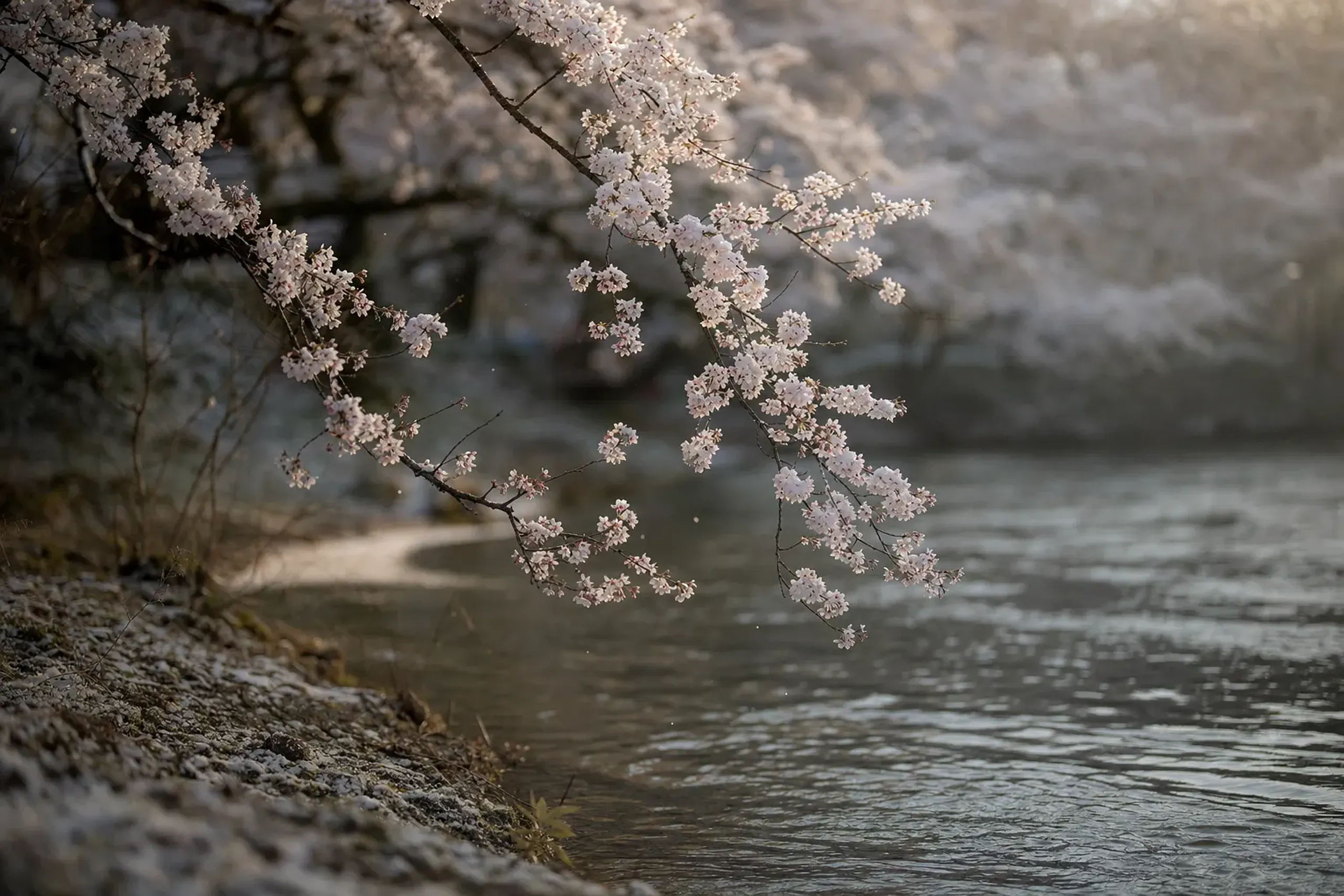 On the bank, blossoms do their usual work: softening edges,