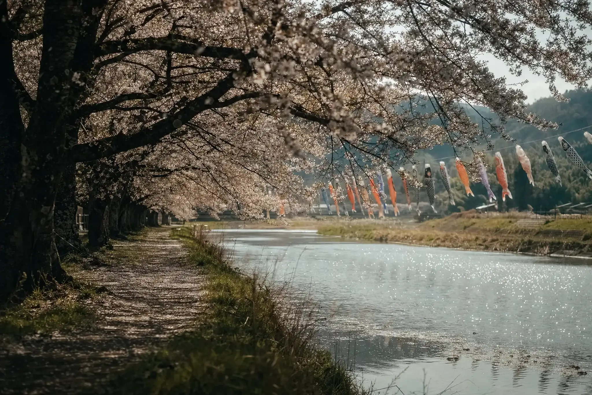 A late bloom along the Kitakami deserves a plan that
