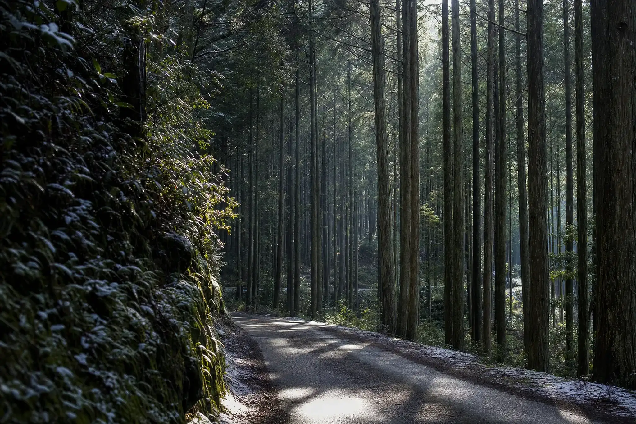 The winding forest road threading through 97% cedar-forested Kitayama Village, crossing the unmarked Wakayama–Nara prefectural boundary