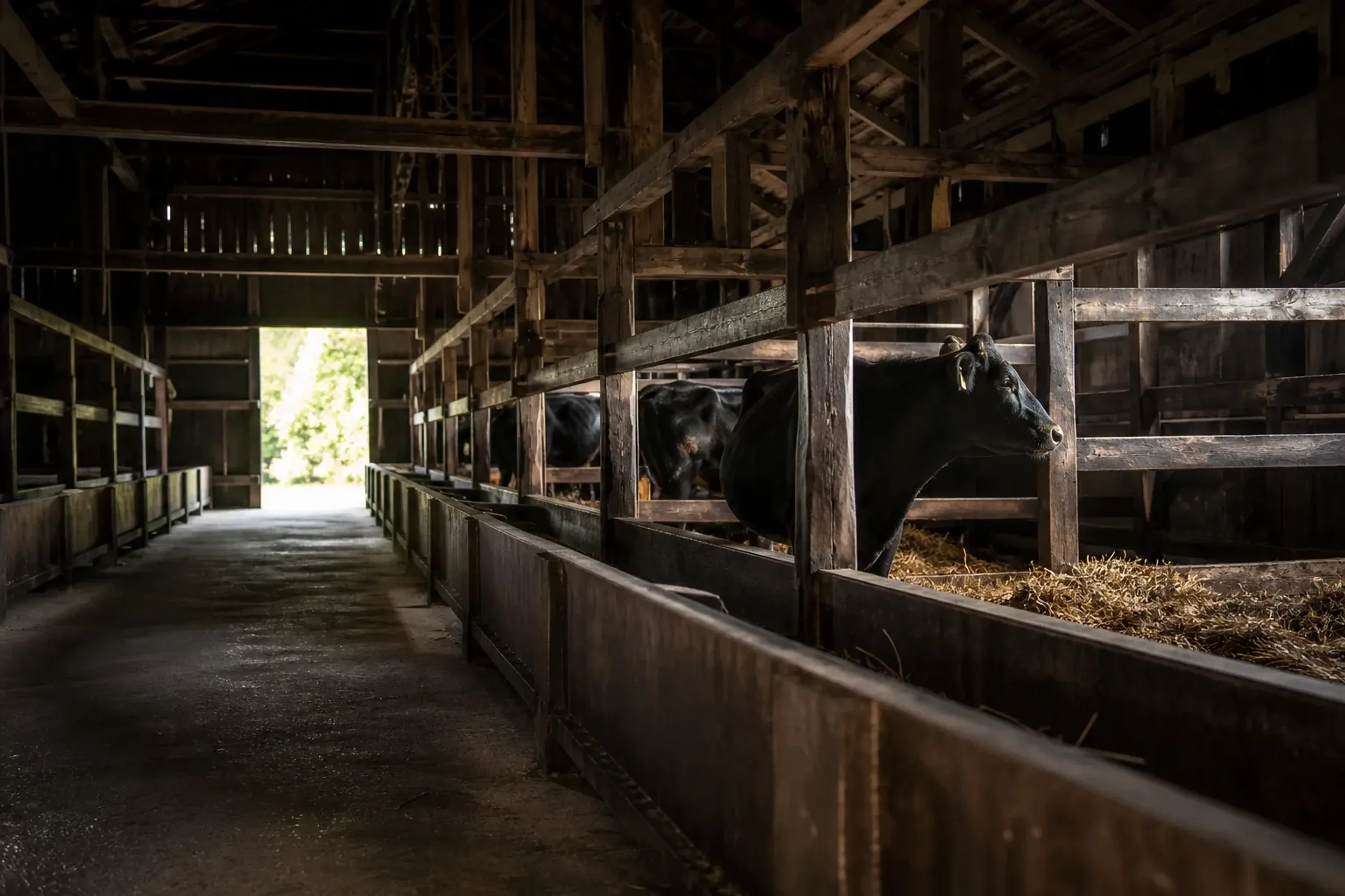 a rustic Tajima cattle barn interior in north Hyōgo showing feed troughs and Japanese Black cattle in clean bedded pens, no theatrical props
