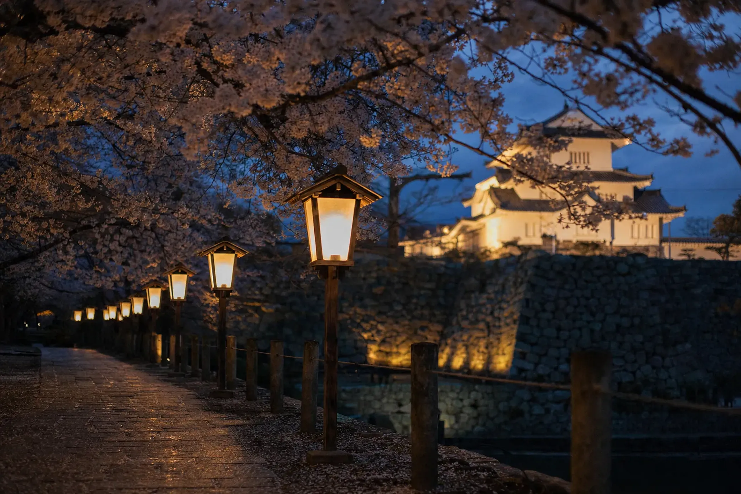 paper lanterns glowing along Kōchi Castle Park paths among cherry blossoms at dusk, with the lit keep in the background