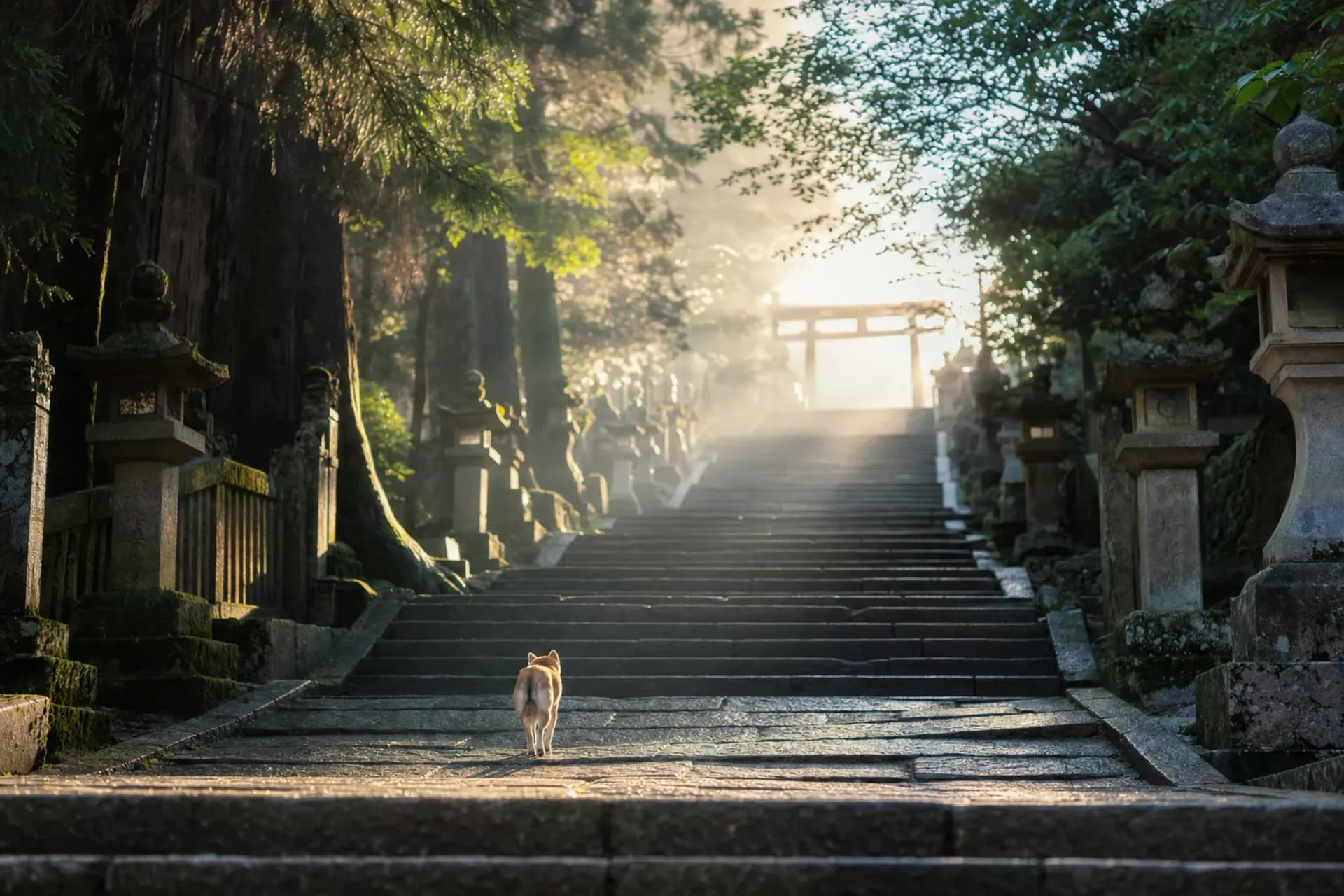 Kotohira-gū: The Pilgrimage Dogs Made for Owners