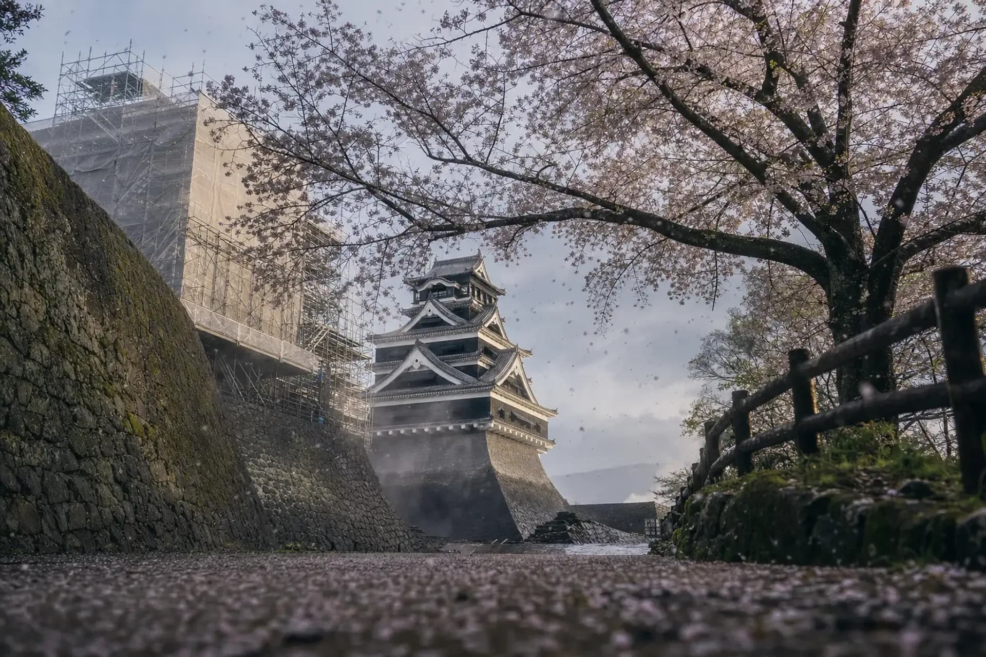 Kumamoto Castle: Cherry Blossoms Beside the Rebuilding