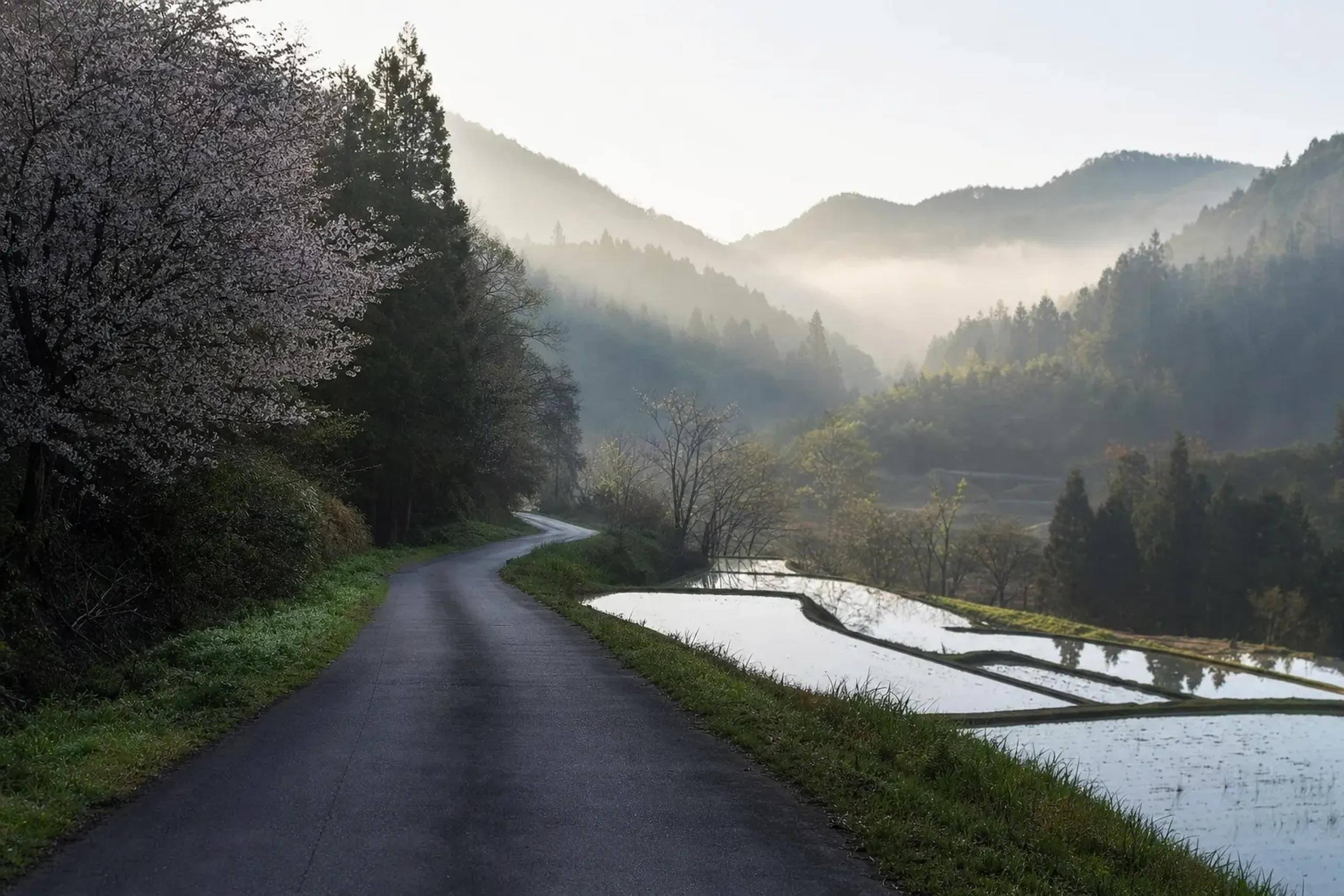 the narrow rural road into Ohara valley where rice terraces open beside the pavement, forested hills rising on either side in cool morning light