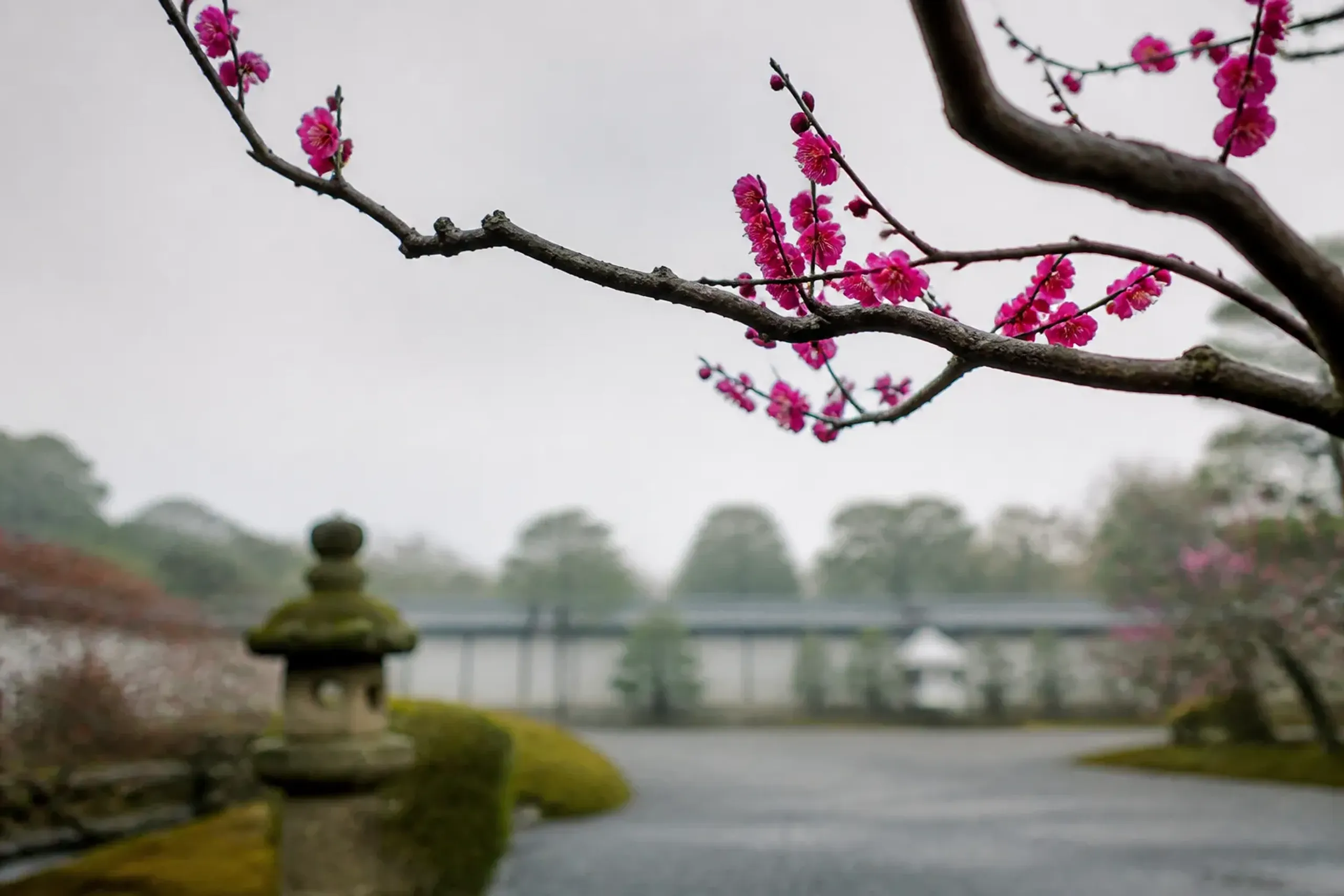 Plum blossom is not a consolation prize. It is a