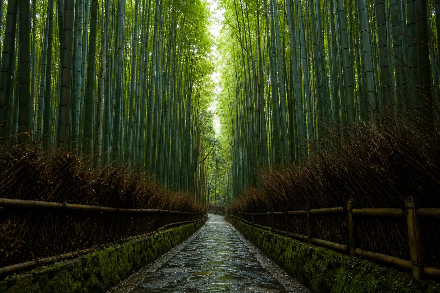 Arashiyama Bamboo Grove path in Kyoto with bamboo disappearing into morning fog