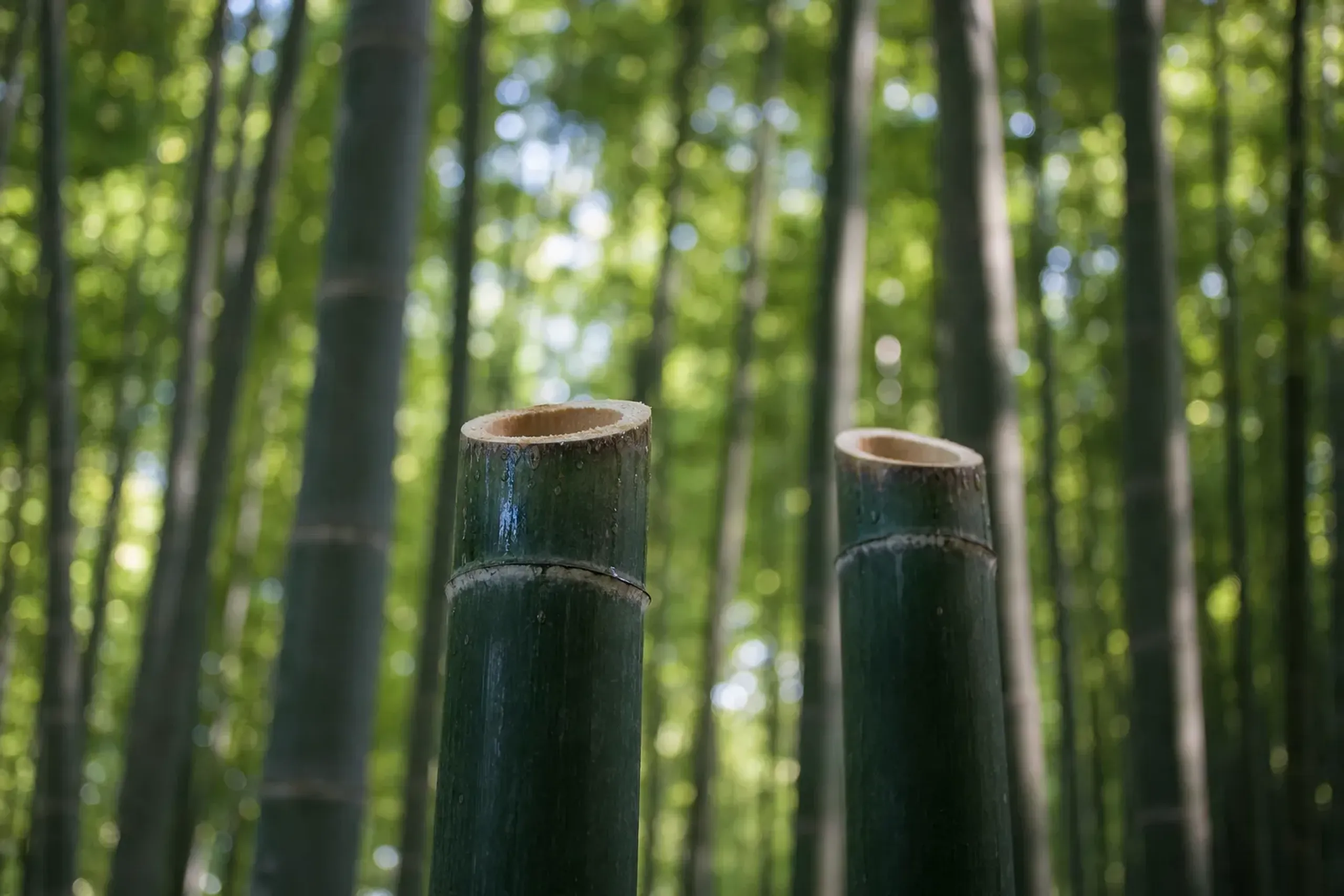 Then comes shindome in mid-May. The tips of mature parent