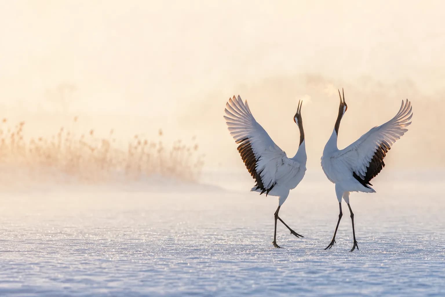 Dance of the Gods: Witnessing Hokkaido's Red-Crowned Cranes in Luxury