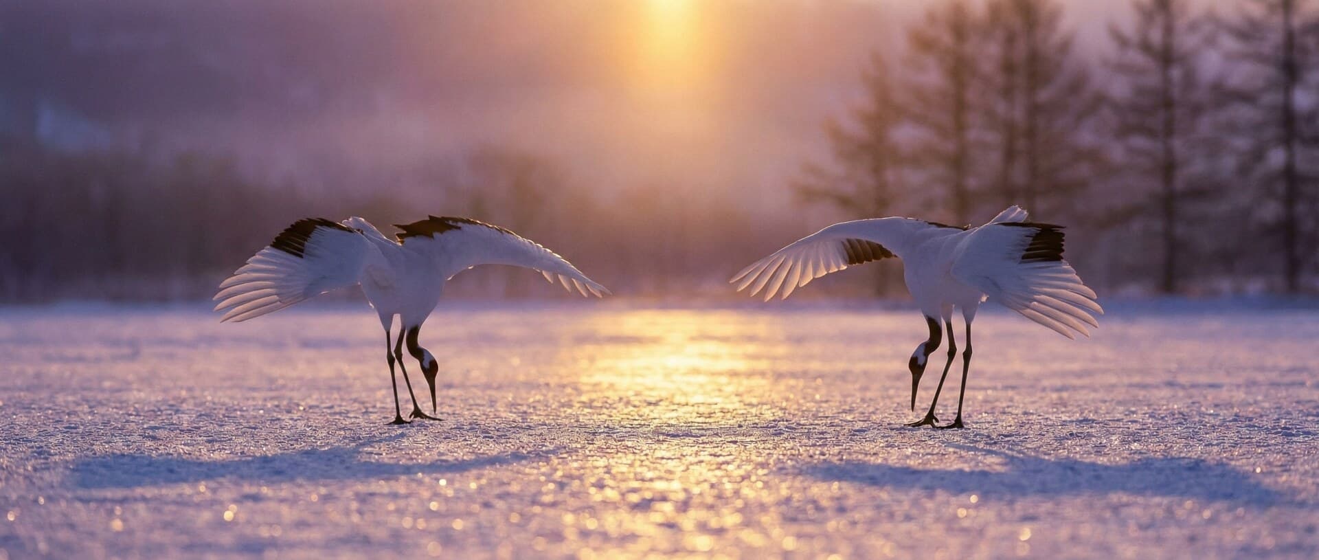 Dance of the Gods: Witnessing Hokkaido's Red-Crowned Cranes in Luxury