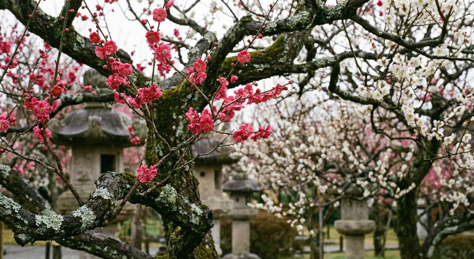Close-up of deep pink and white plum blossoms blooming on ancient branches in Kairakuen Garden, Mito.