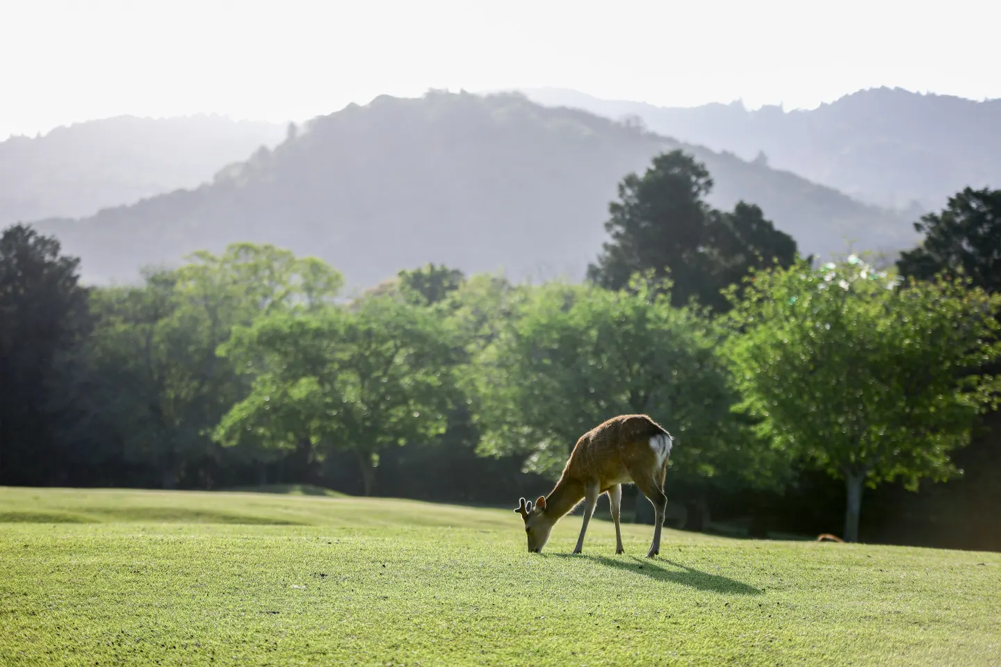 A Fresh Morning in Nara to Clear Your Mind