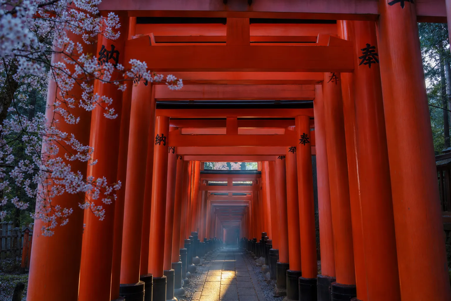Empty vermilion torii gates at Fushimi Inari Taisha Kyoto at dawn
