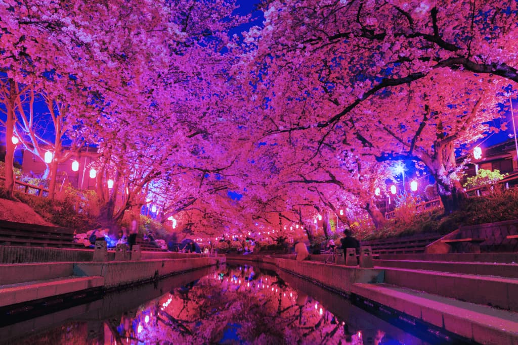 Luxury Yozakura in Japan: Private Nights of Blossom and Beauty