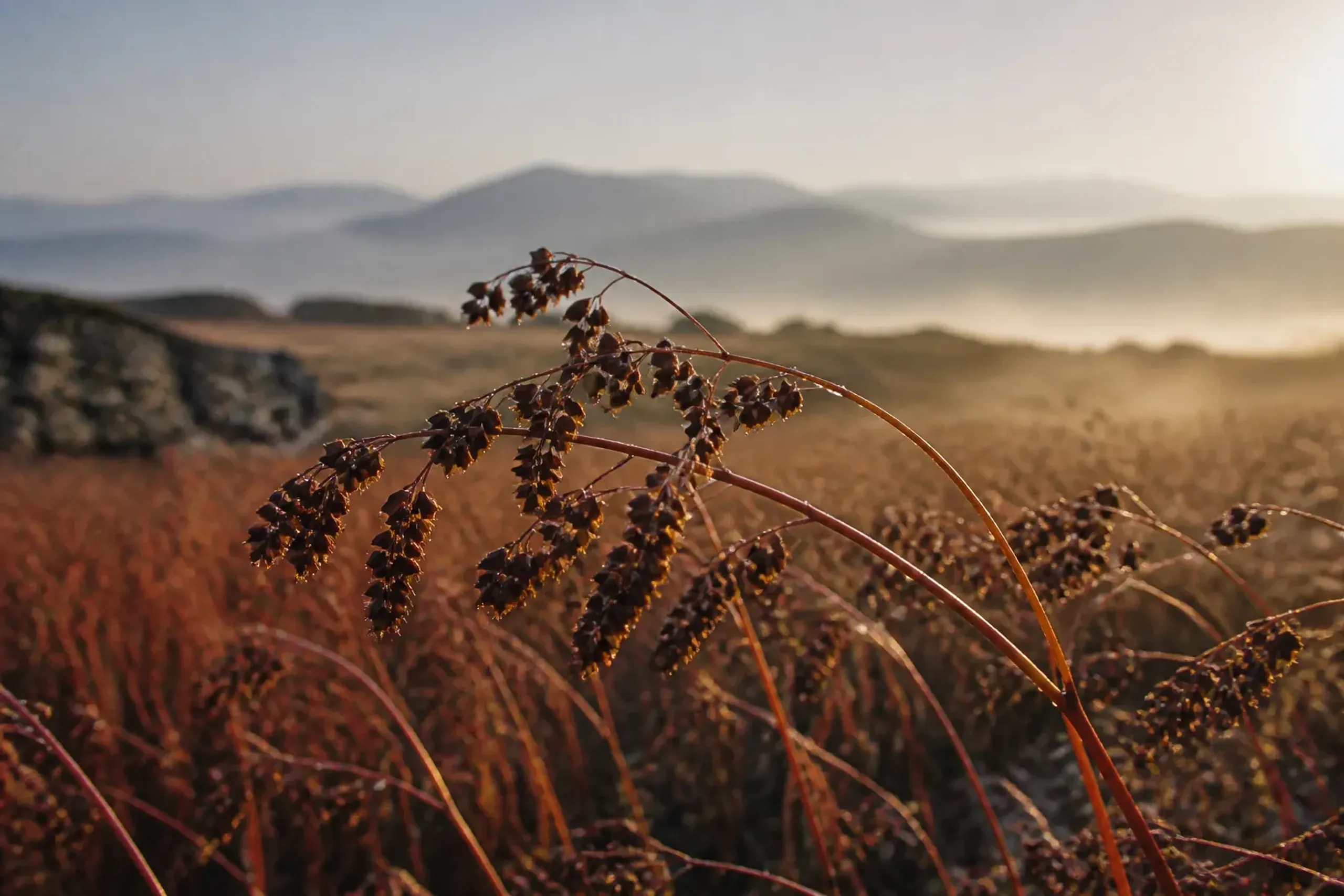 A ripe buckwheat field in the Nagano highlands at harvest time, slender reddish stems heavy with dark triangular seeds bending in cold mountain air, distant stone walls and mountain silhouettes behind