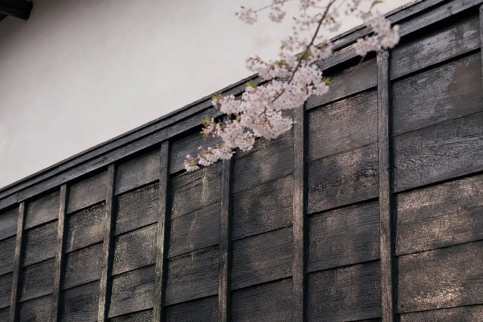 close view of Matsumoto Castle's black lacquered wall boards set against white plaster, evoking crow's plumage in wood and stone