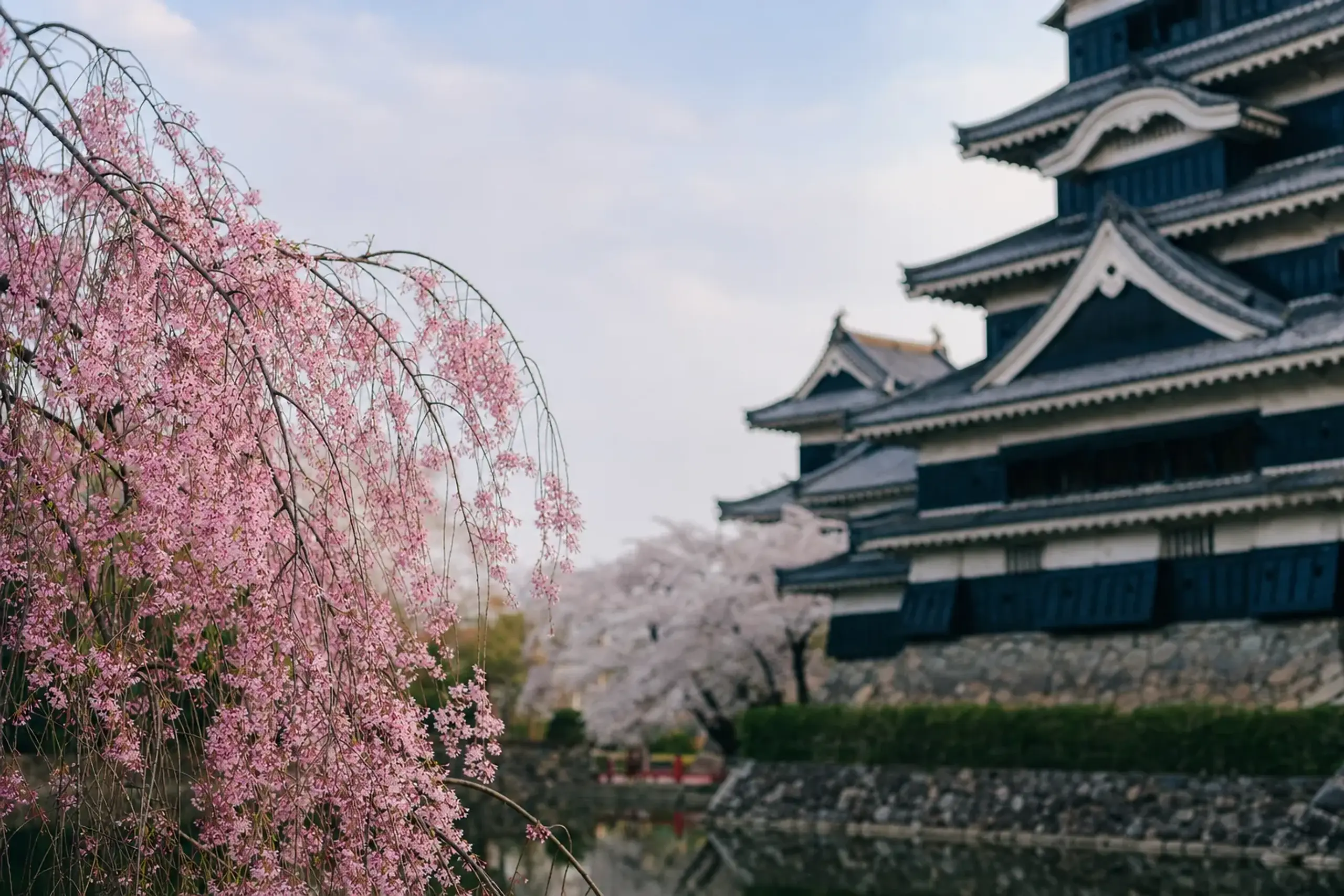 a weeping Yaebeni-shidare cherry in rich rose-pink cascading beside the black castle walls, with a pale Somei-Yoshino tree nearby