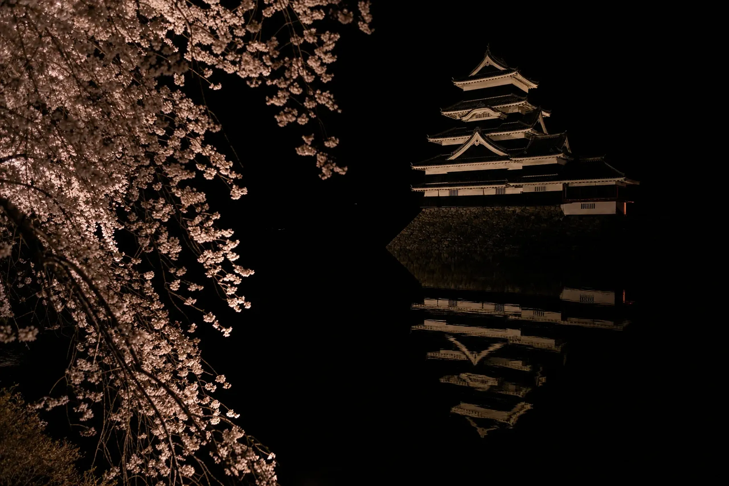Matsumoto Castle keep illuminated at night in April, cherry branches lit from beneath, blossoms glowing pale against the black lacquered walls
