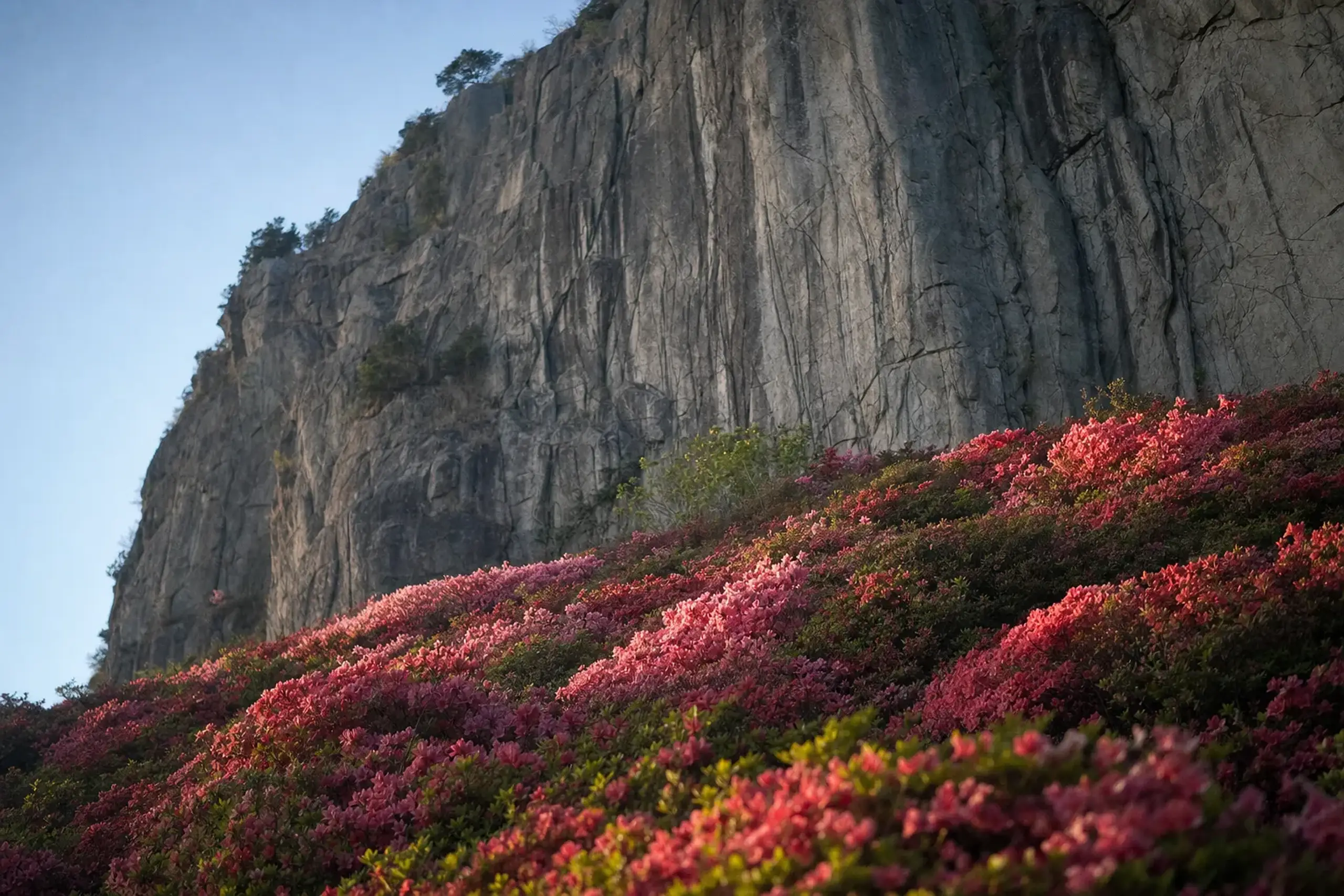 Mass of pink and crimson azaleas blooming against the stone cliff of Mount Mifune at Mifuneyama Rakuen in spring