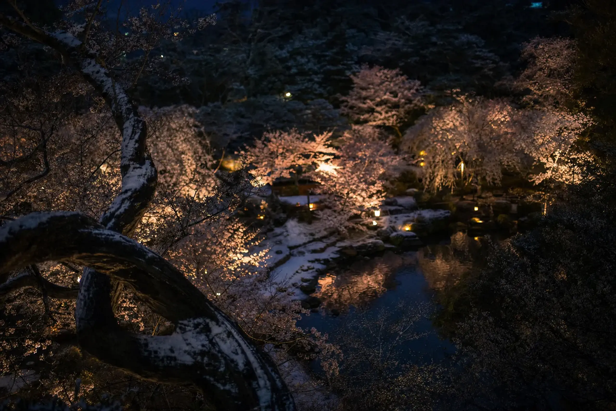 Someiyoshino and yaezakura cherry trees illuminated after dusk across the lower grounds of Mifuneyama Rakuen, their pale blossoms glowing against the dark Saga night