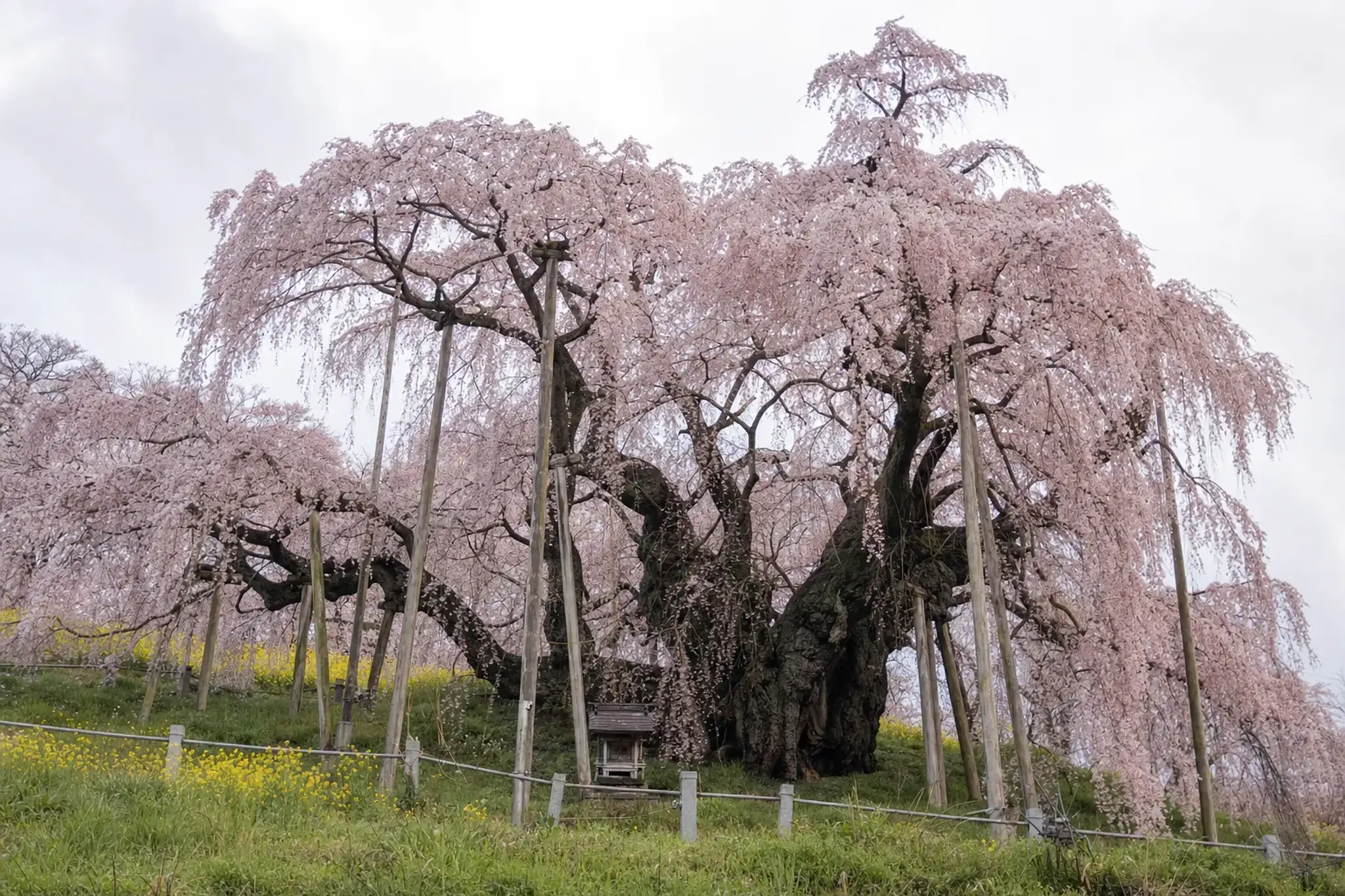 Bloom timing is typically mid-to-late April. For reference,