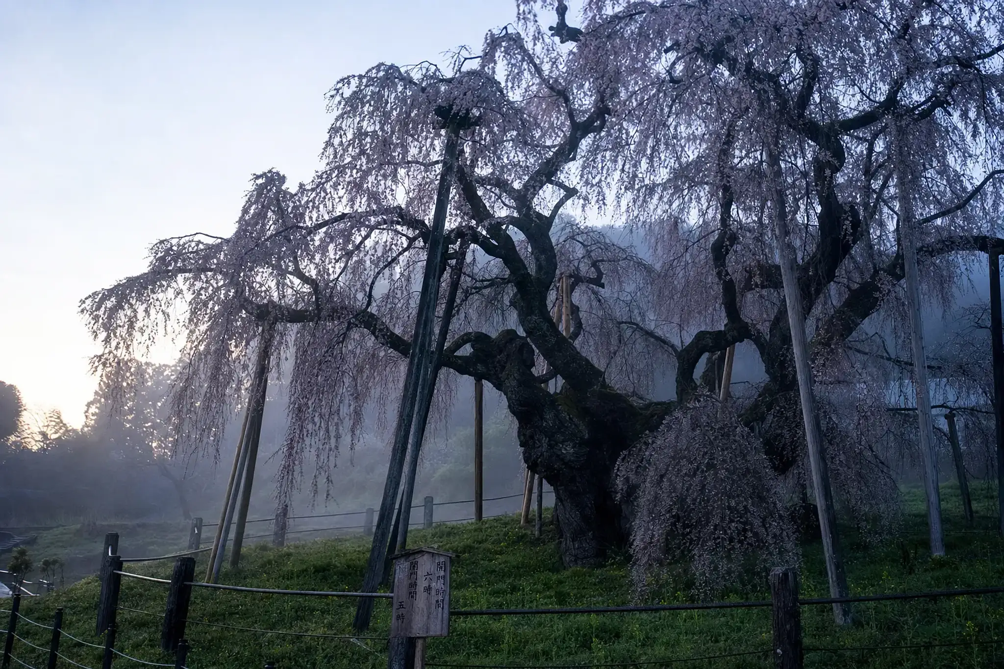 Miharu Town lists regular viewing hours as 6:00–18:00, with