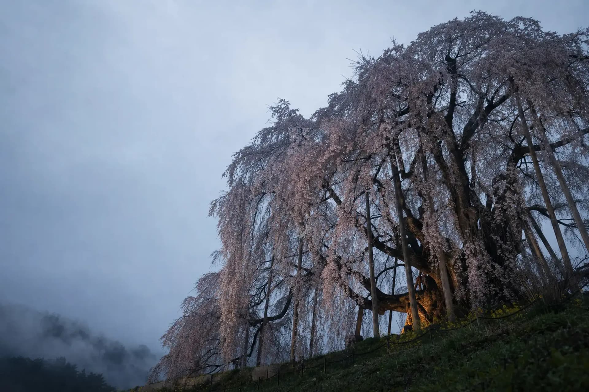 Miharu Takizakura: Nobody Has Counted Its Rings