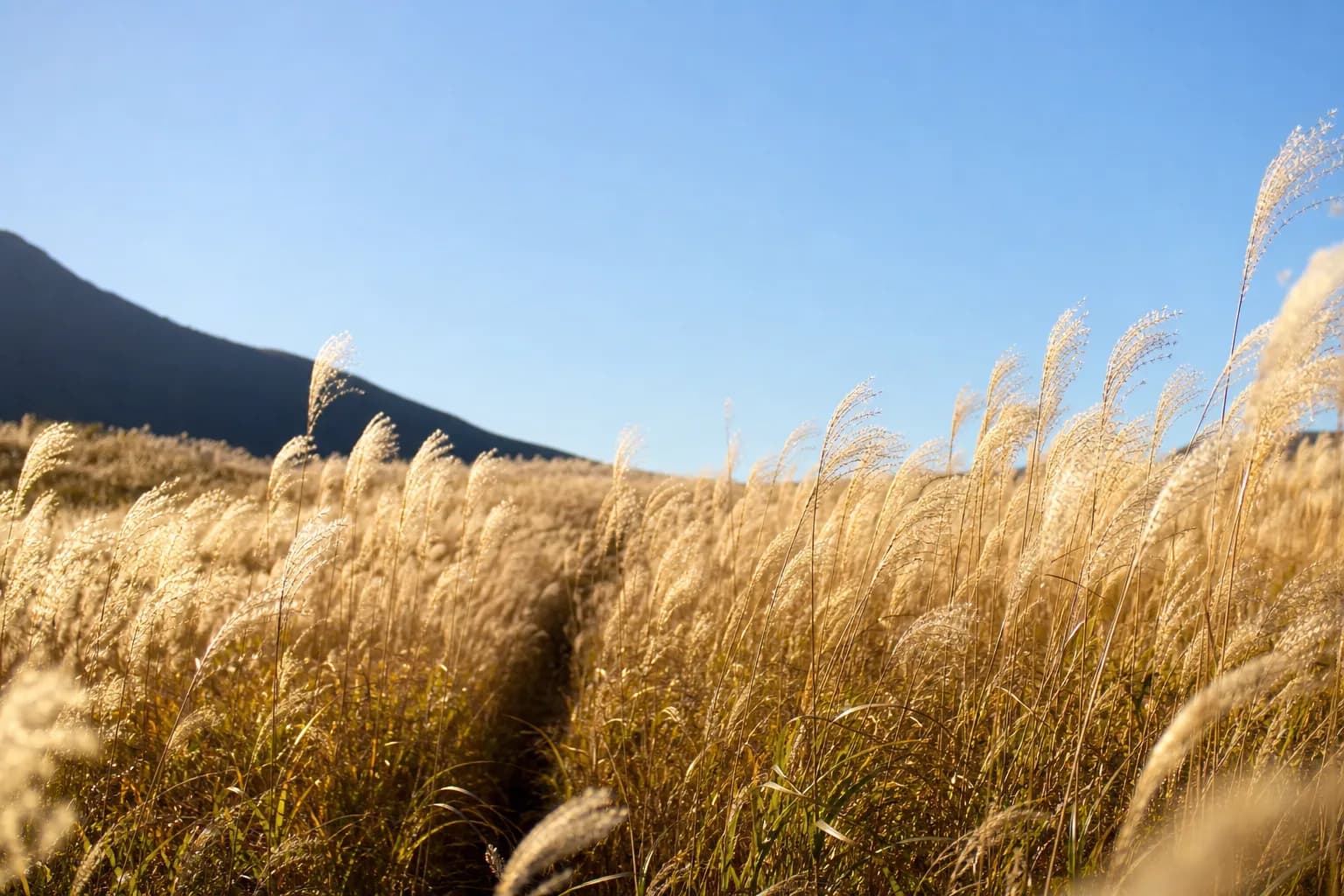 A wide field of tall, golden pampas grass swaying in the wind under a clear blue sky.