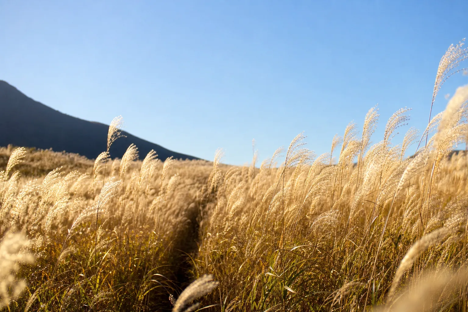 A wide field of tall, golden pampas grass swaying in the wind under a clear blue sky.