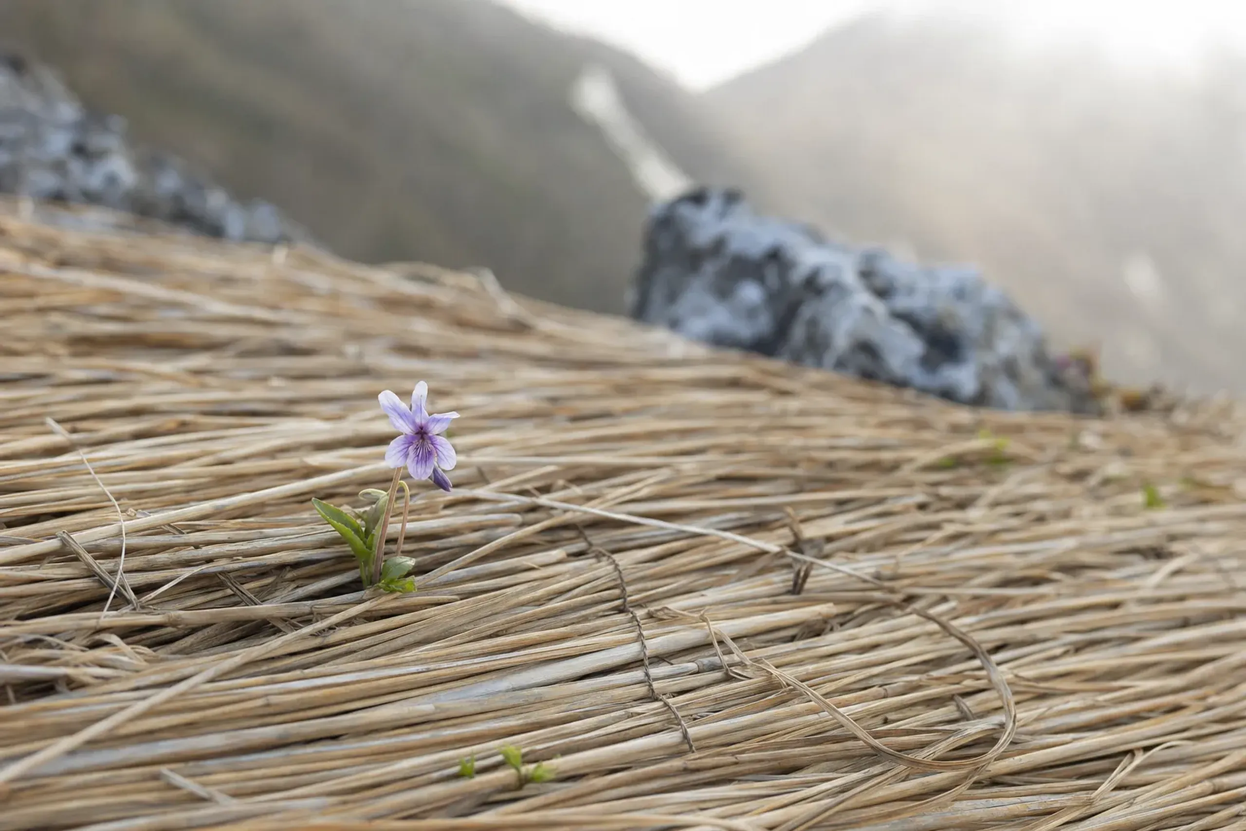 the Daisen Kisumire native violet blooming in a section of Mt. Daisen's summit protected by laid straw matting