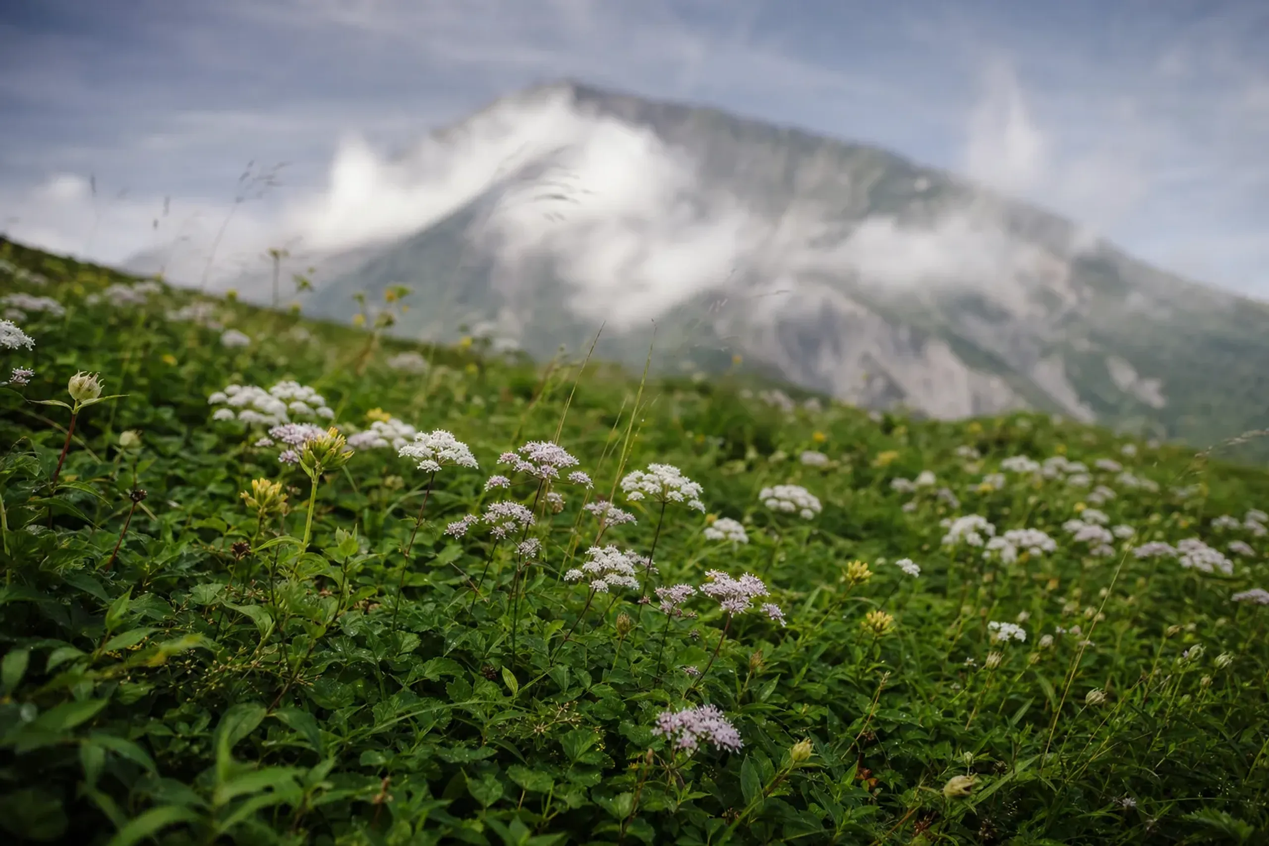 the alpine wildflower field of the Utopia Course in bloom on the slopes of Mt. Daisen in early August