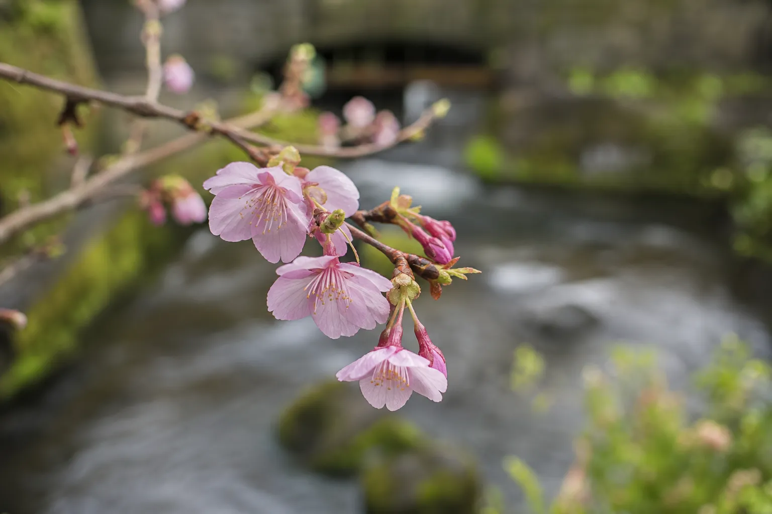 Close-up of small native Fuji cherry blossoms on a branch