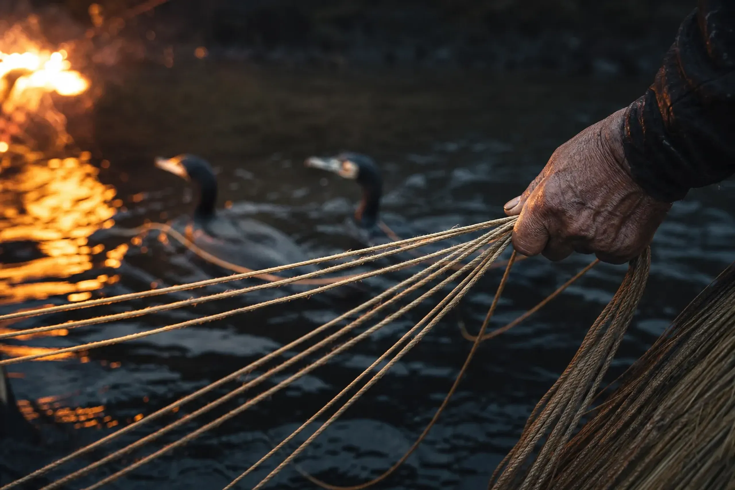 an ushō's left hand gripping a cluster of taut cormorant hand ropes as trained cormorants work low over the torch-lit water