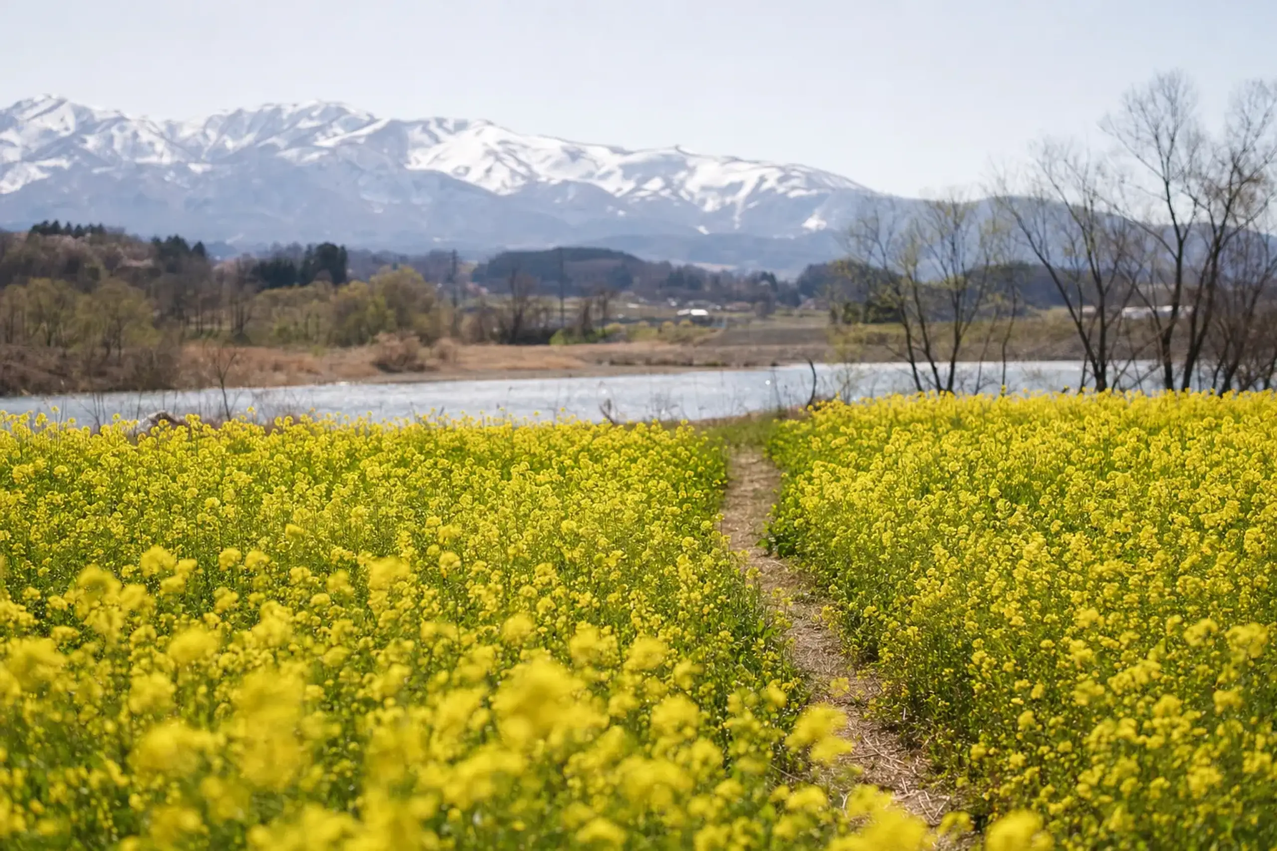 The yellow nanohana carpet of Iiyama Nanohana Park alongside the Chikuma River in Nagano during the late-season Golden Week bloom
