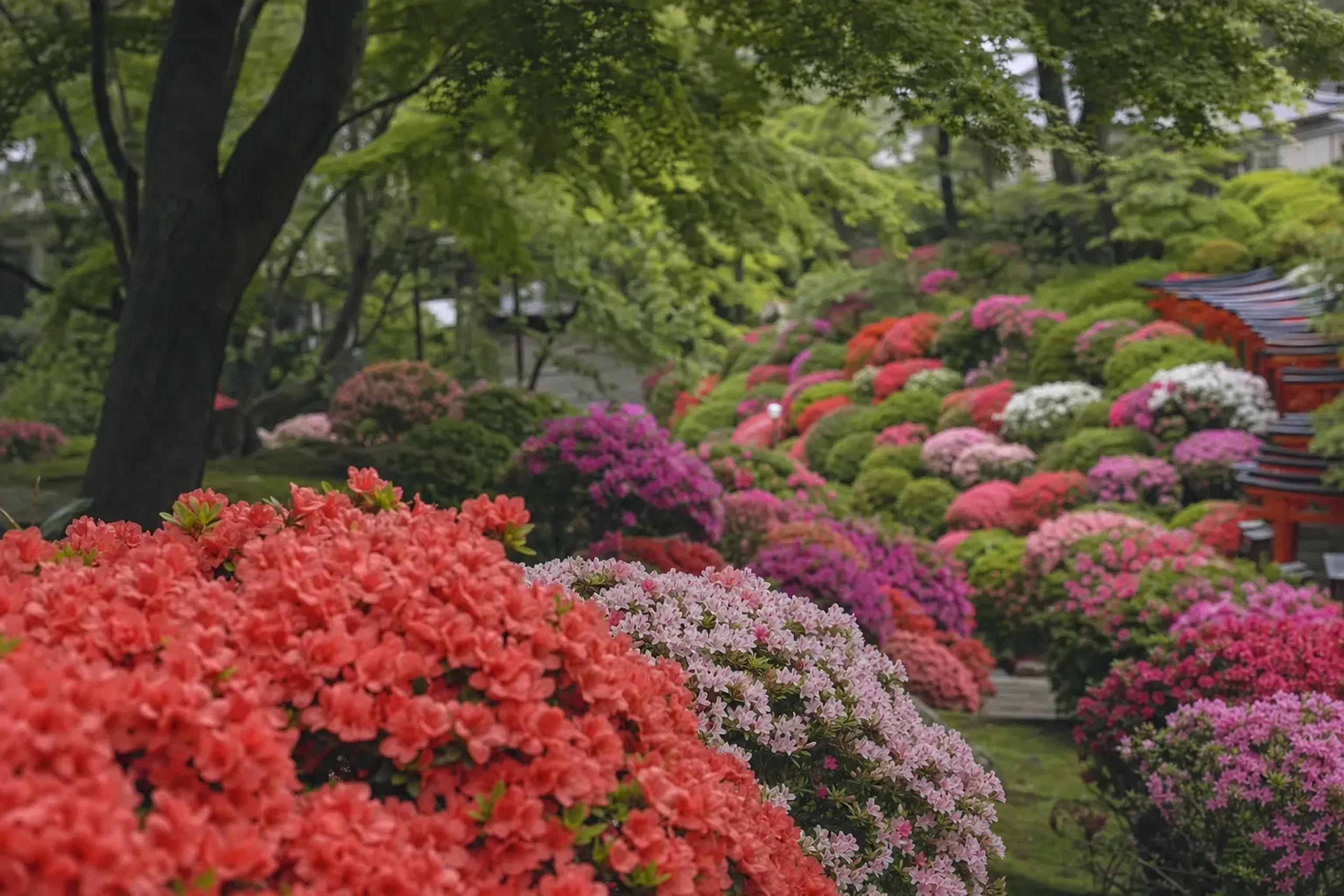 Most azaleas at Nezu Shrine are typically in full bloom