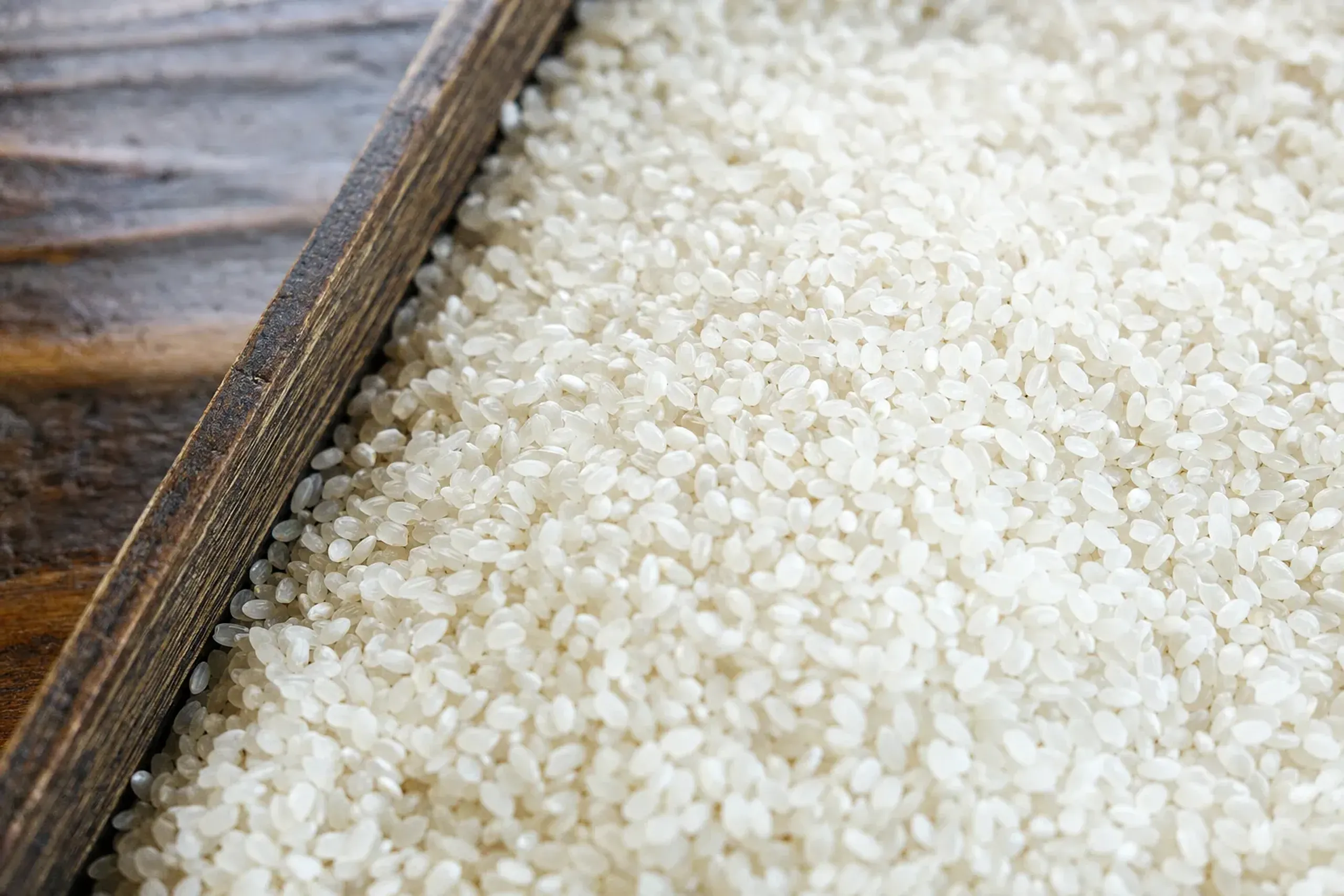 polished large-grain Gohyakumangoku sake rice kernels in a wooden brewing tray, showing the hard slow-dissolving milled grains