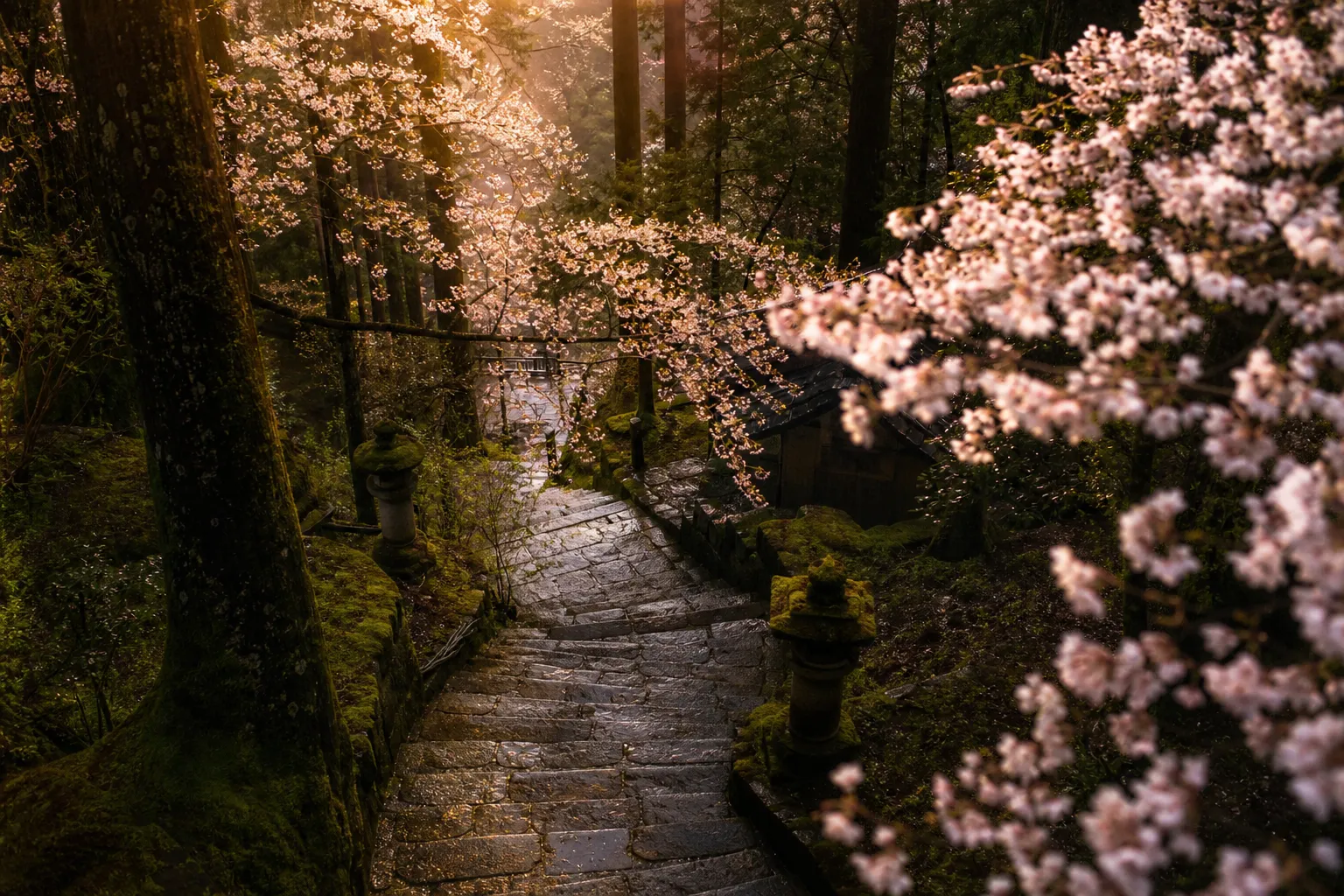Moss-covered stone steps beneath cedar trees in Nikko after rain
