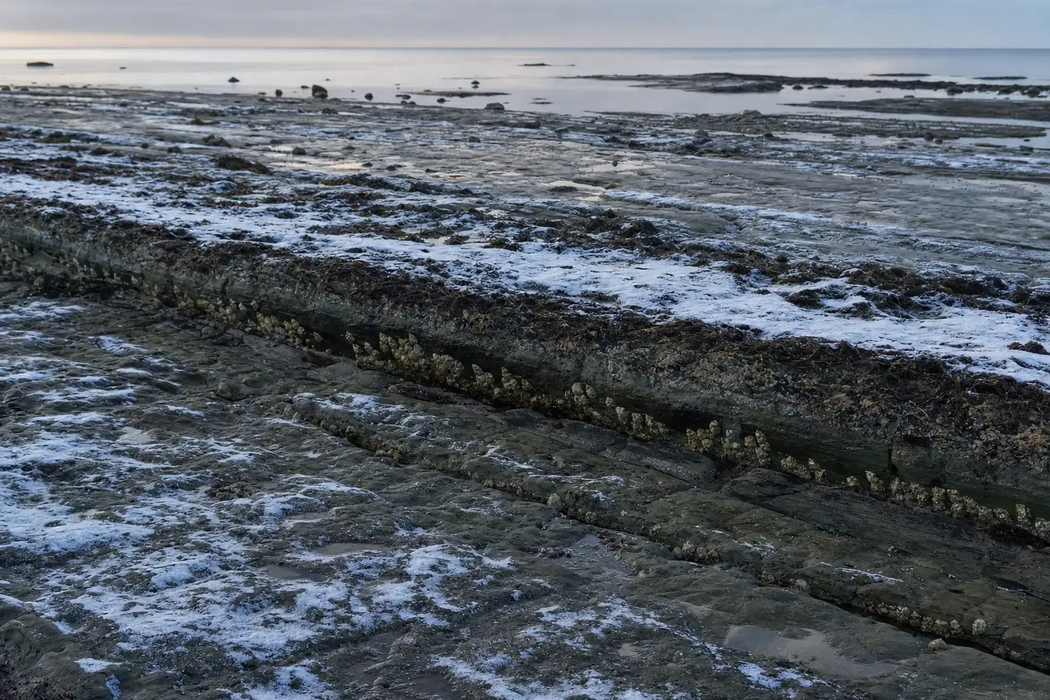 The uplifted rocky coastline of Suzu City on the Oku-Noto tip, showing exposed seabed and a new shoreline raised several meters above the receded waterline