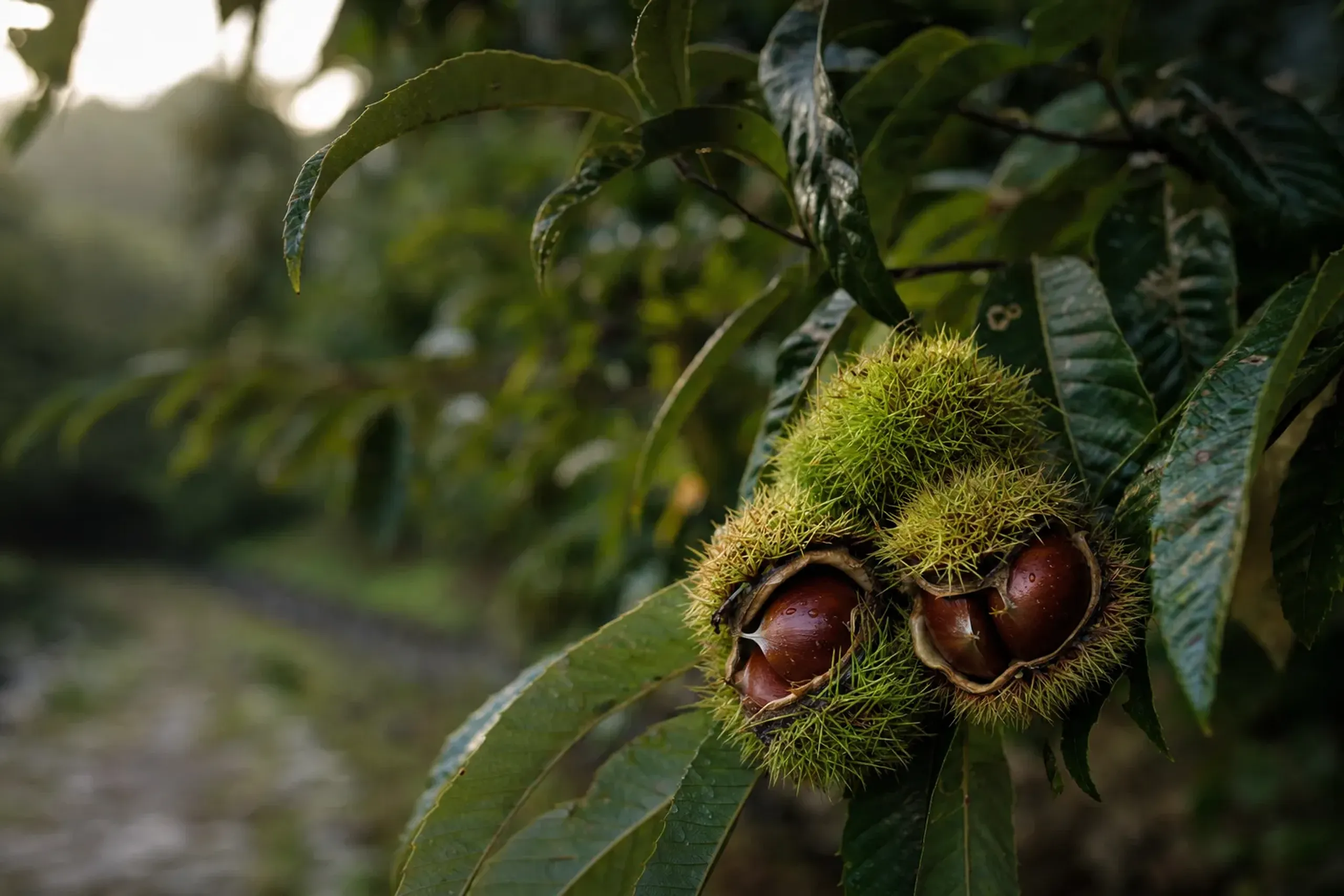 Large-grained, dense Obuse chestnuts in their spiny green burrs on the branch at a Nagano orchard during the late-September harvest
