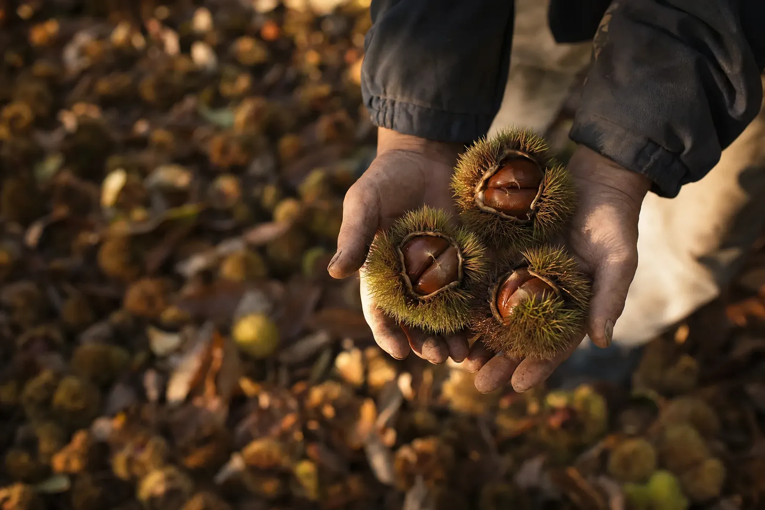 Tribute Fruit: Obuse and Six Centuries of Chestnuts