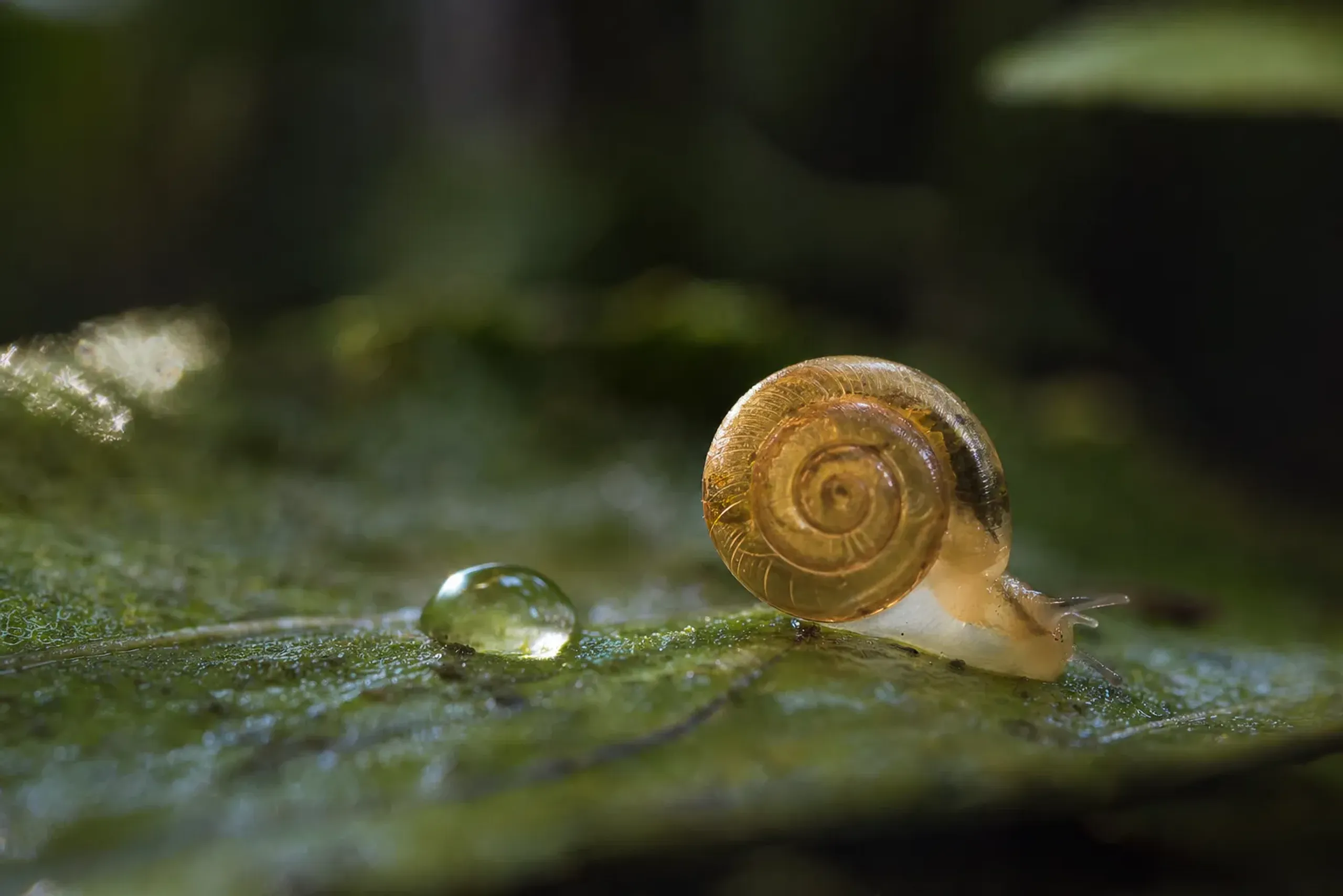 Sources describe roughly 94–95% of around 106 land snail spe