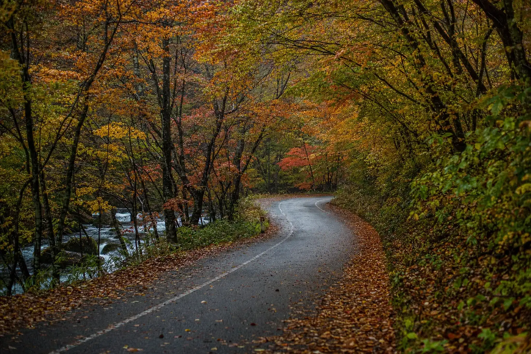 On certain days during the peak autumn period, the road