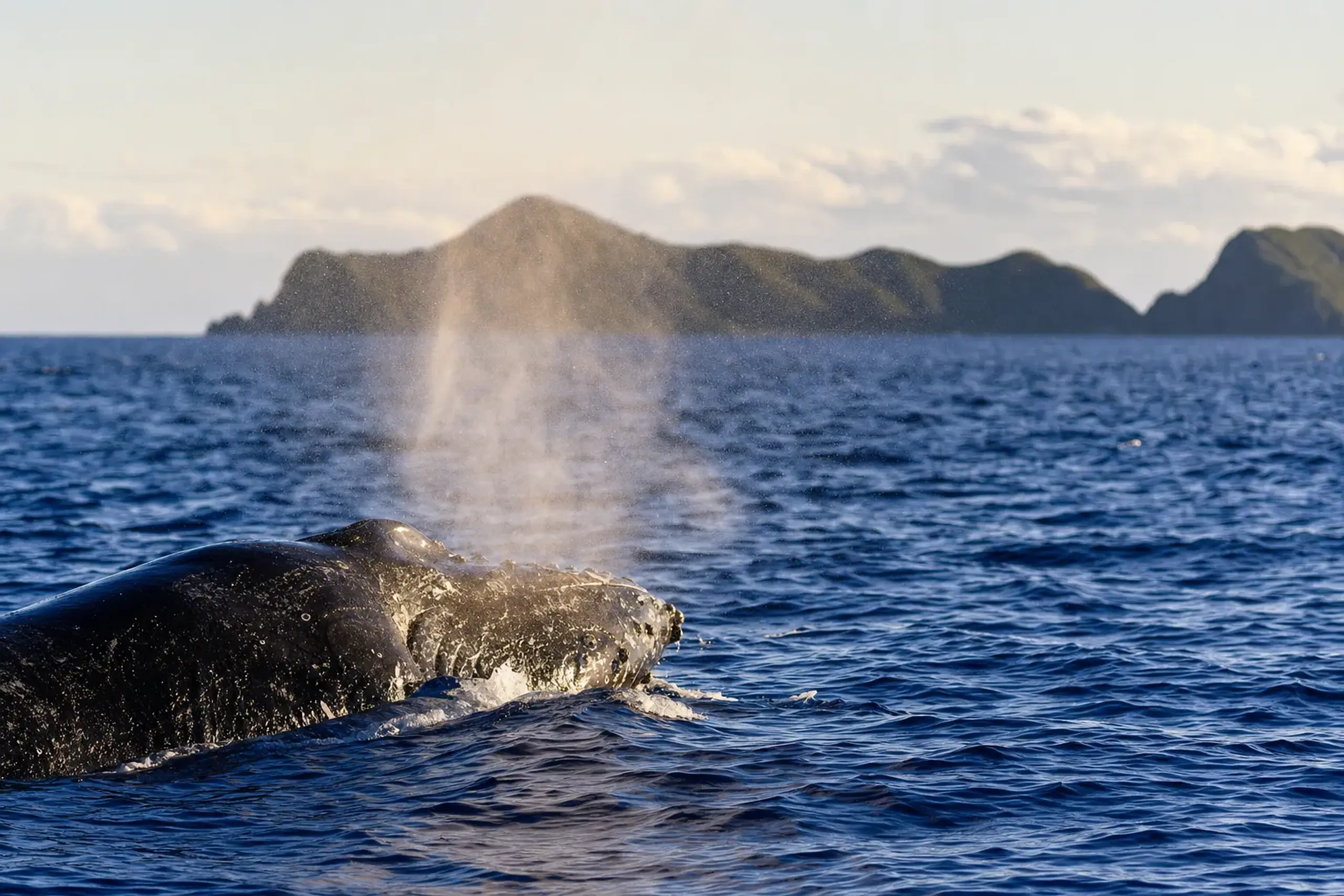 Humpback whale surfacing in the deep blue winter sea near the Kerama Islands, Okinawa