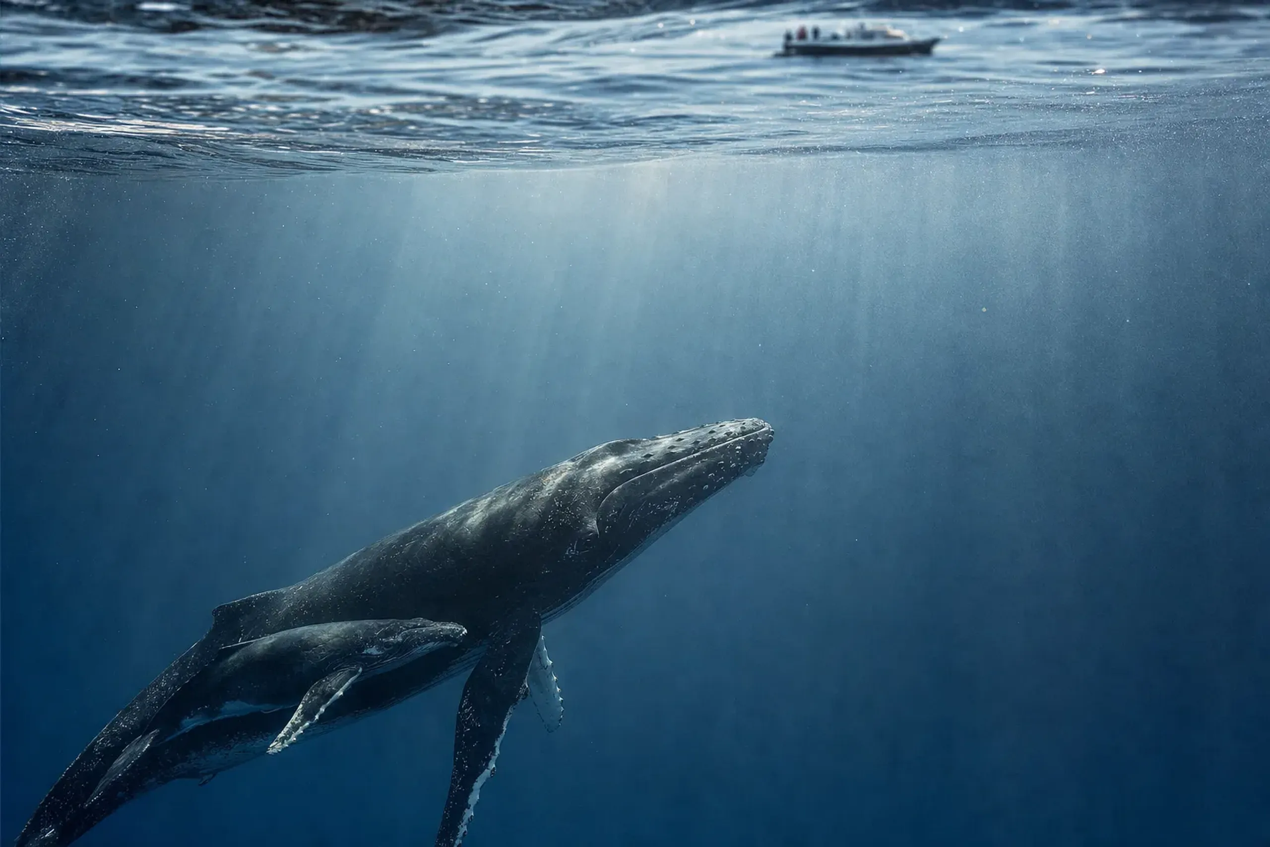 a humpback mother and her small calf swimming close together beneath the surface of the Kerama sea, viewed from a respectful distance with a whale-watching boat idling far off