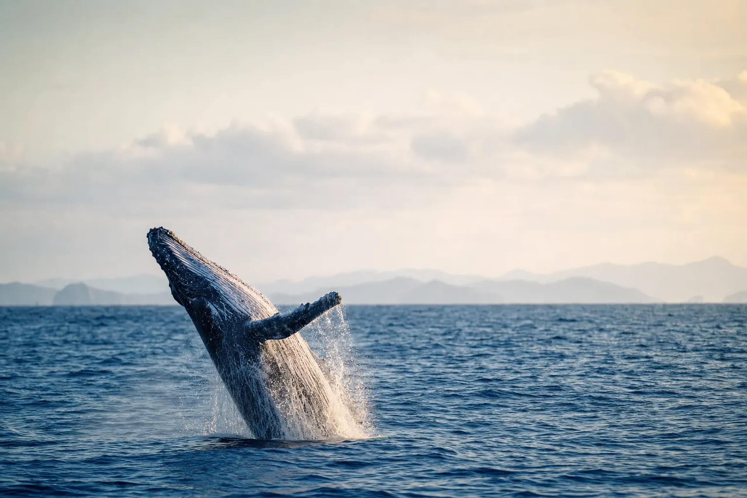Kerama in Winter: Whale Watching Done Carefully