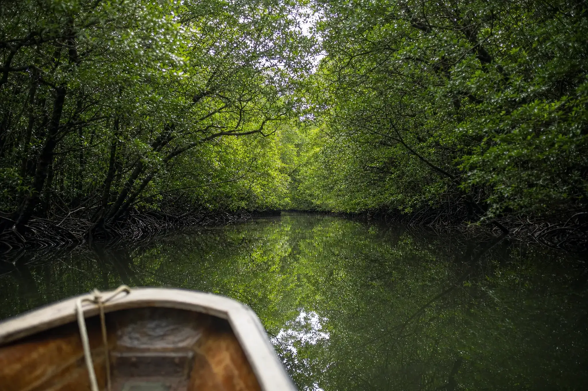 Mangrove river and dense subtropical forest on Iriomote Island, Okinawa