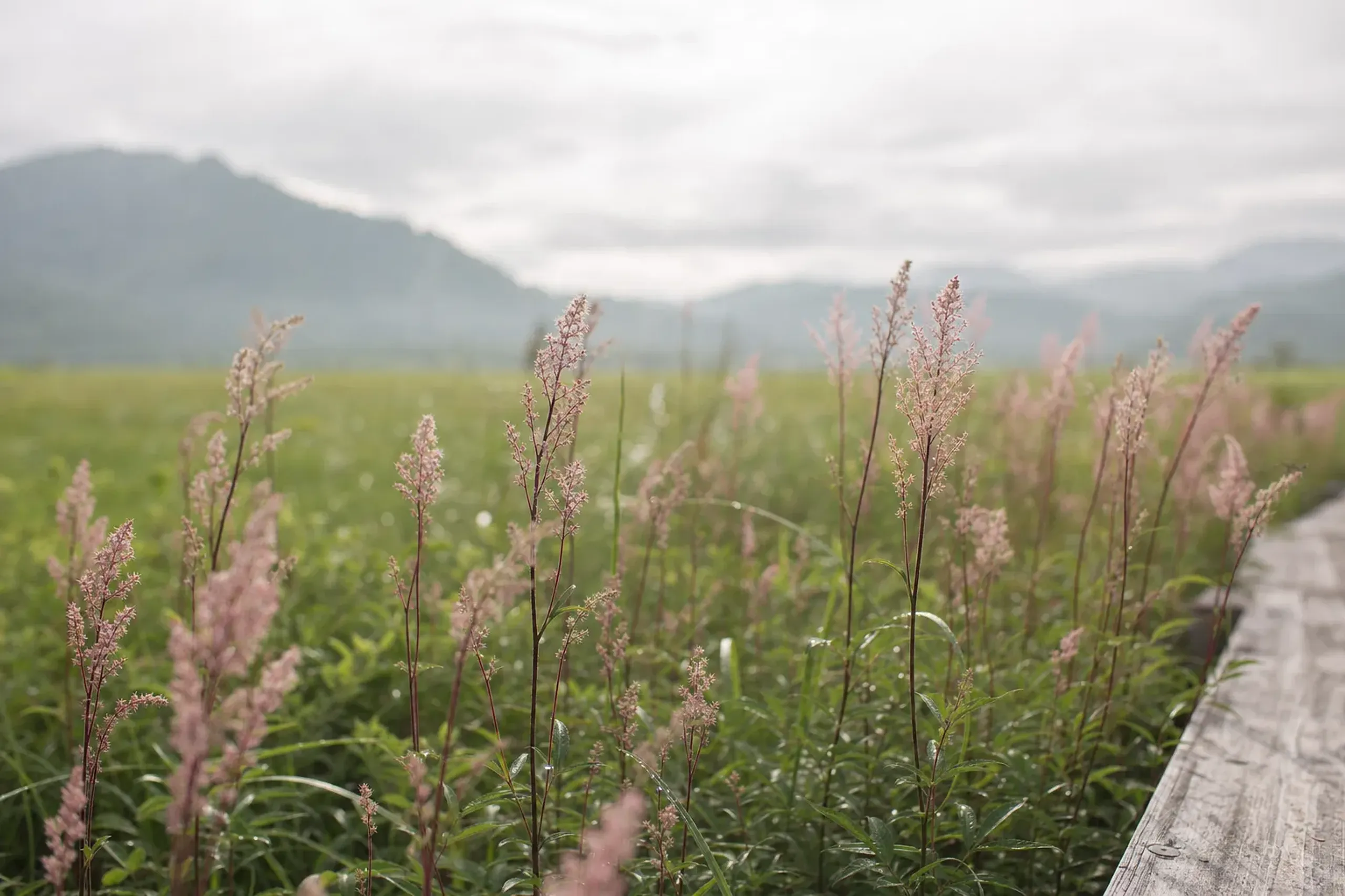 Clusters of pink hozaki-shimotsuke (spiraea) in peak bloom across the Senjōgahara reeds in mid-July