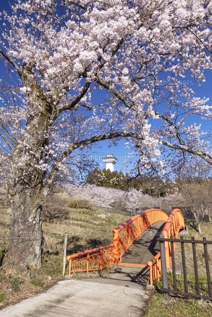 Omaruyama Park (Omaruyama Kōen)
