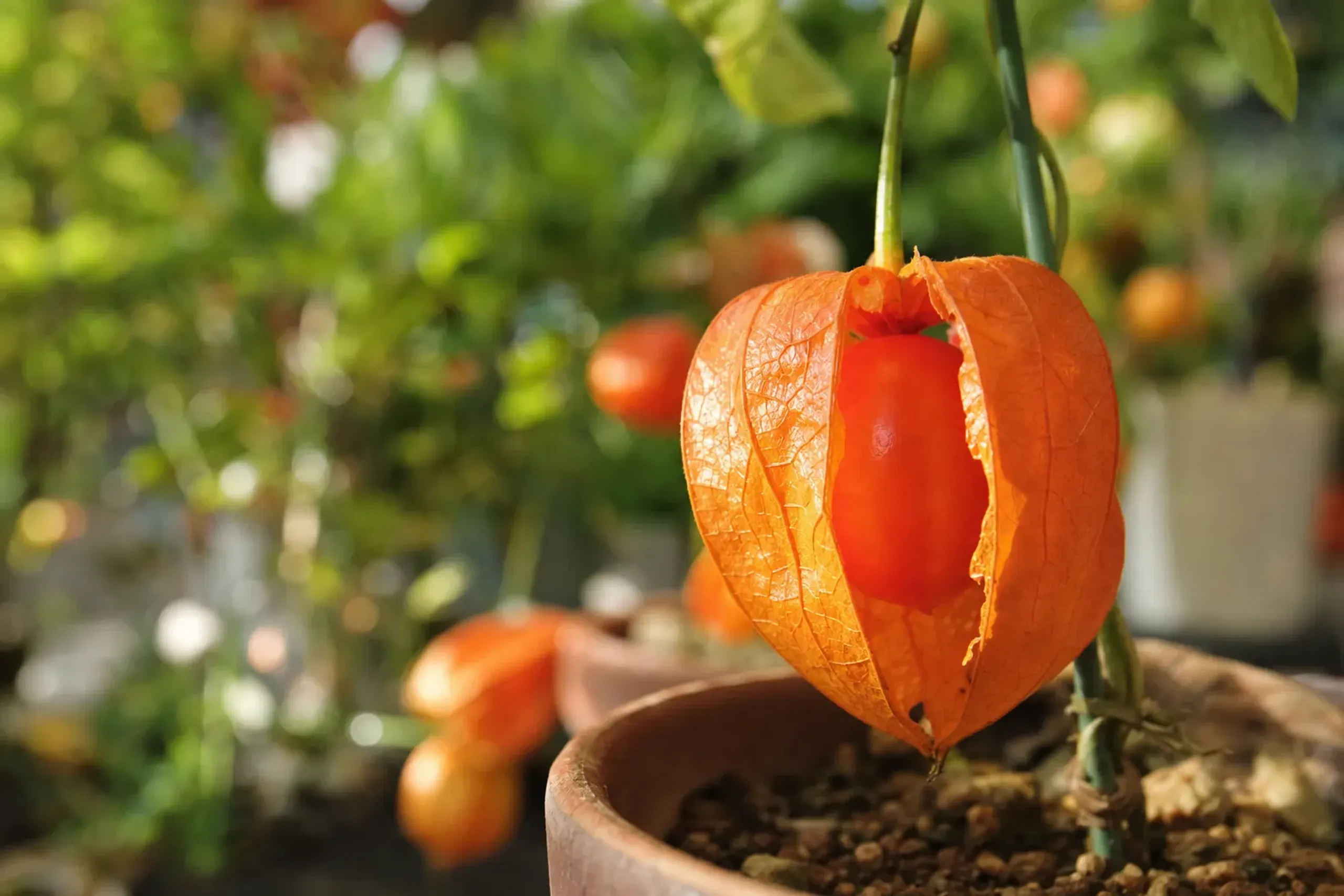 A close-up of a ripe orange-red Tanba ground-cherry husk split open to reveal the glossy fruit inside a potted plant