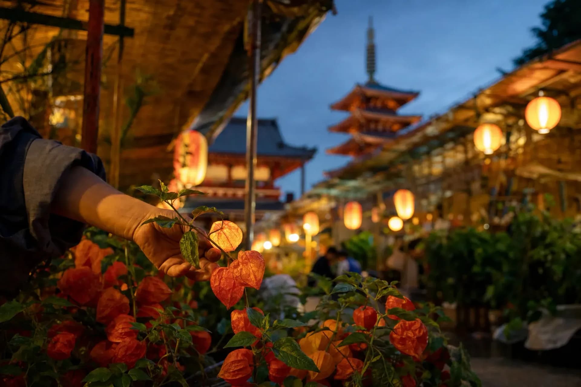 Sensō-ji Hōzuki-ichi: Asakusa's Ground-Cherry Market
