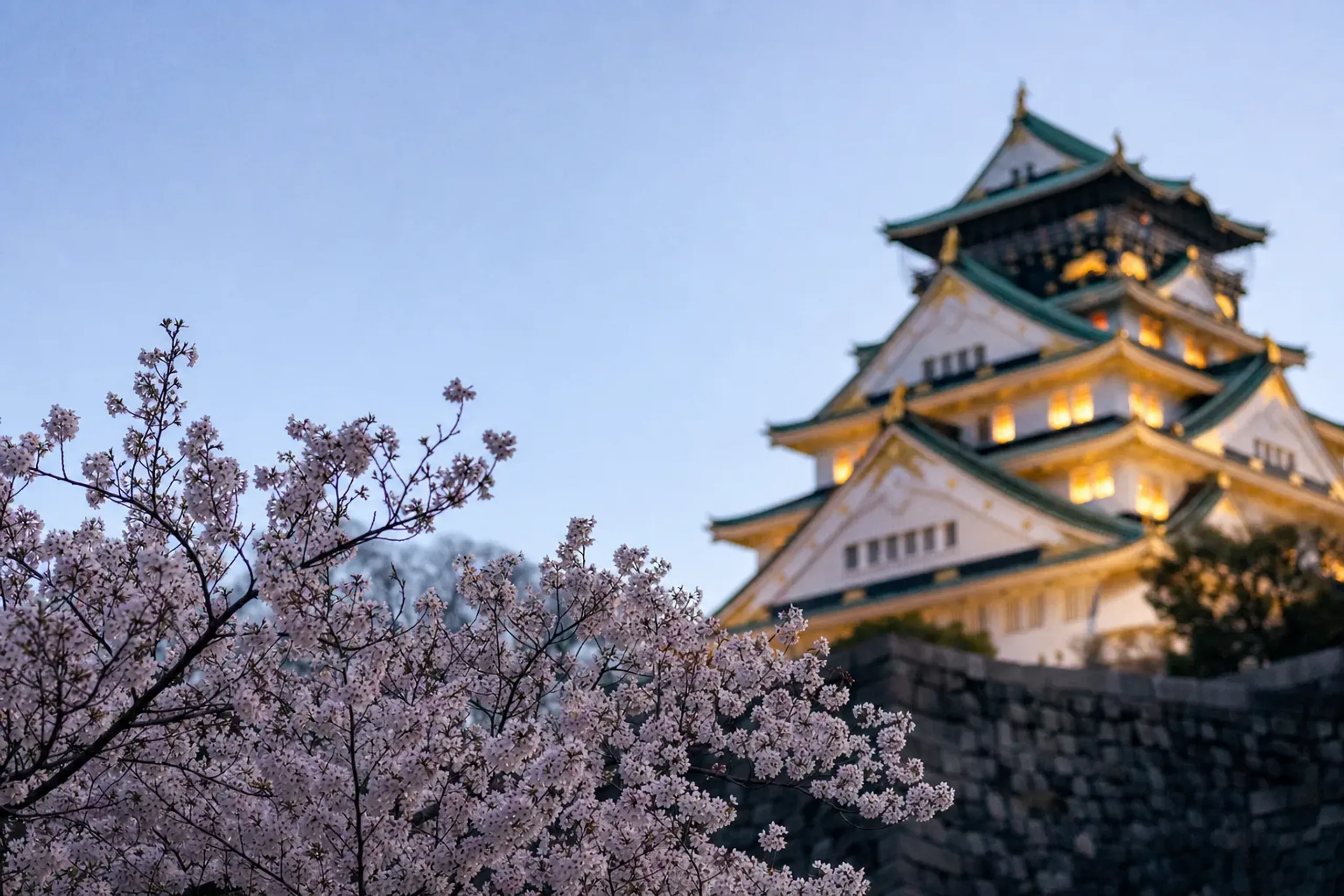 Close-up cherry blossoms in the foreground with Osaka Castle keep at dusk in the background